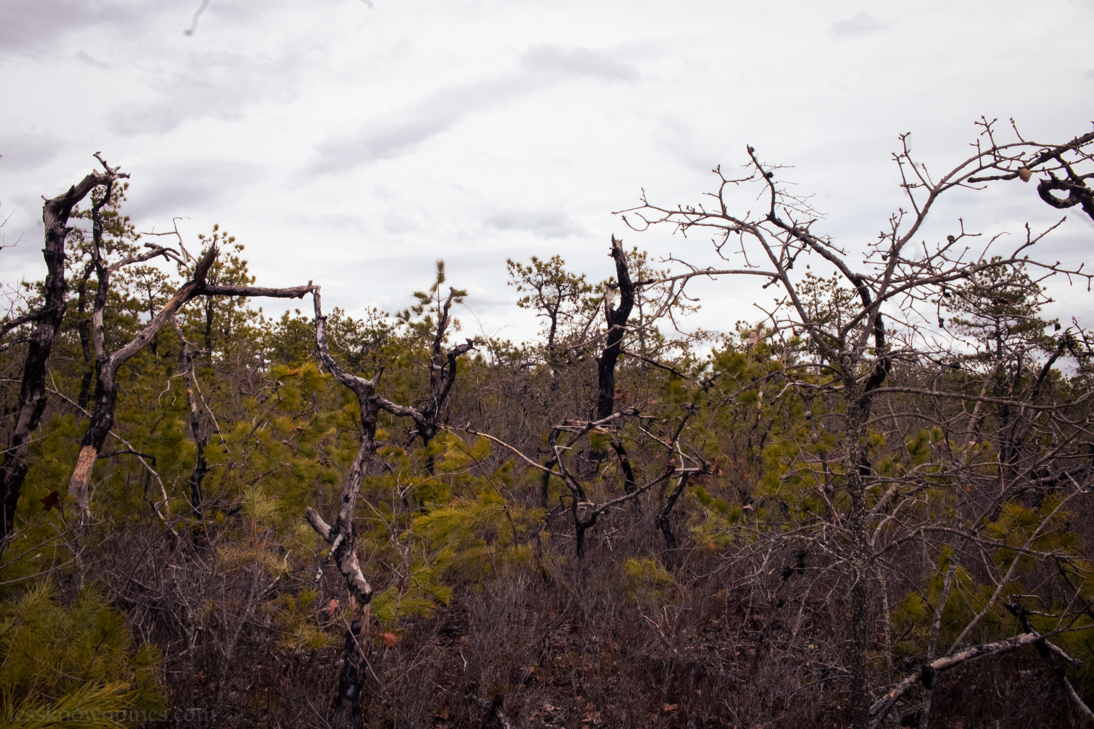 Burnt or dormant