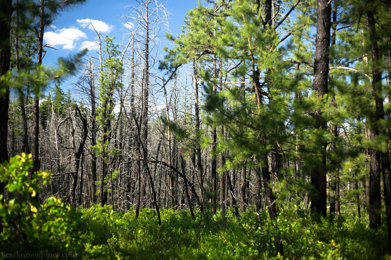 Ghost forest near Shreve