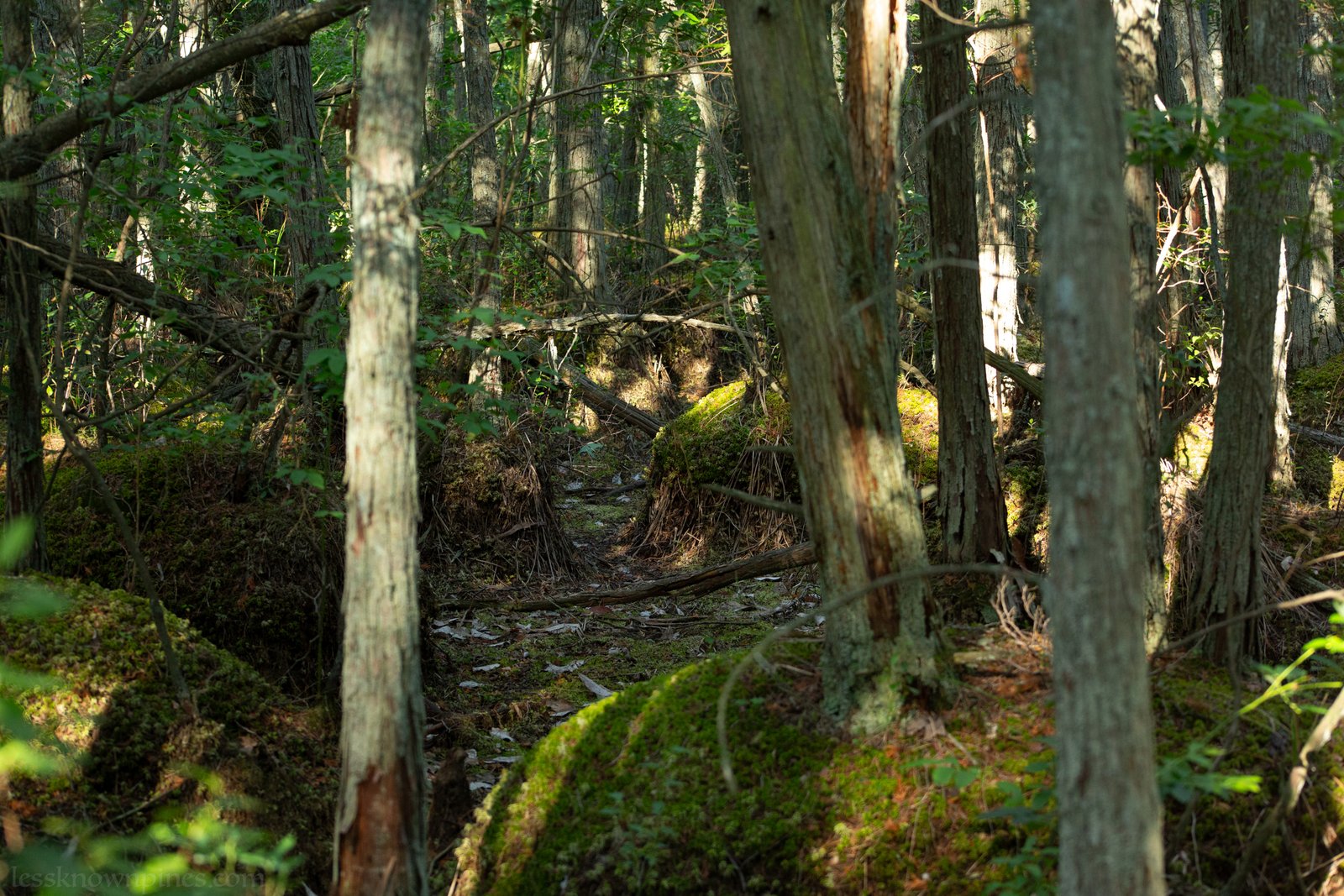 Dried Shreve Branch cedar forest canals sphagnum moss piles