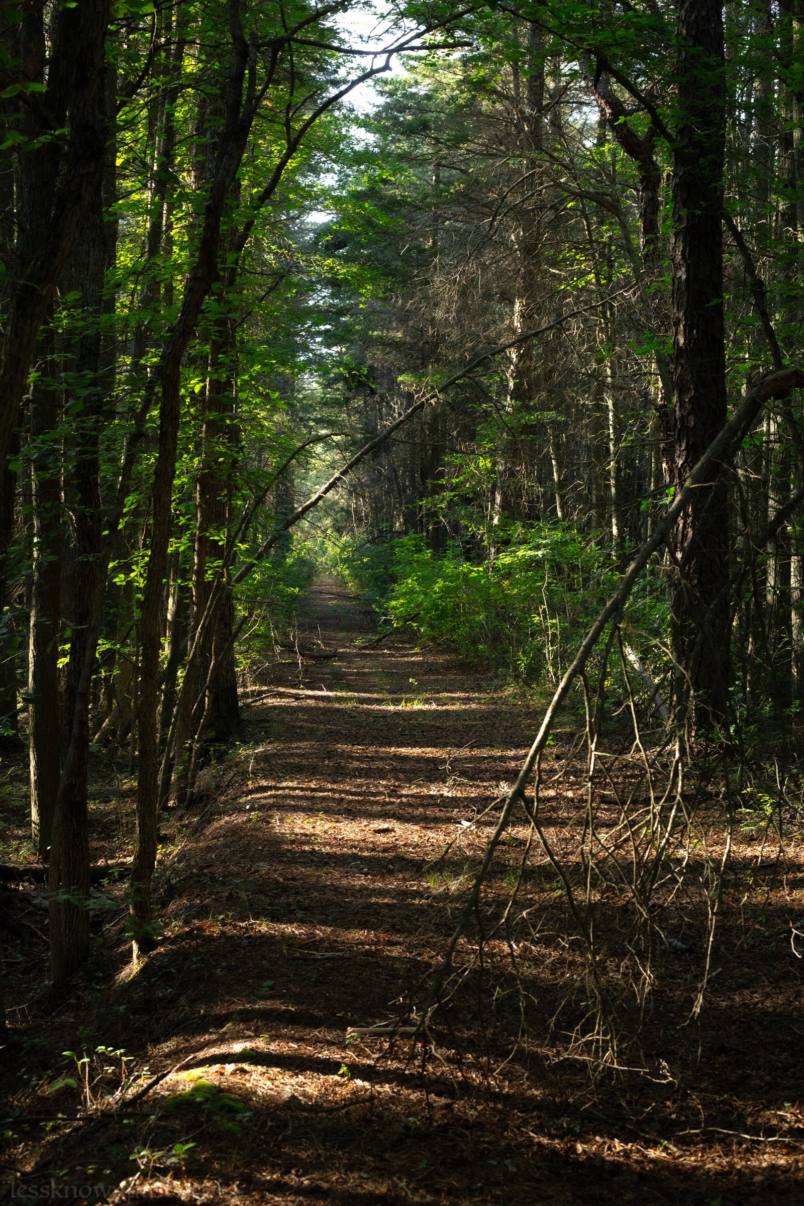 Lane runs through mixed cedar and hardwood