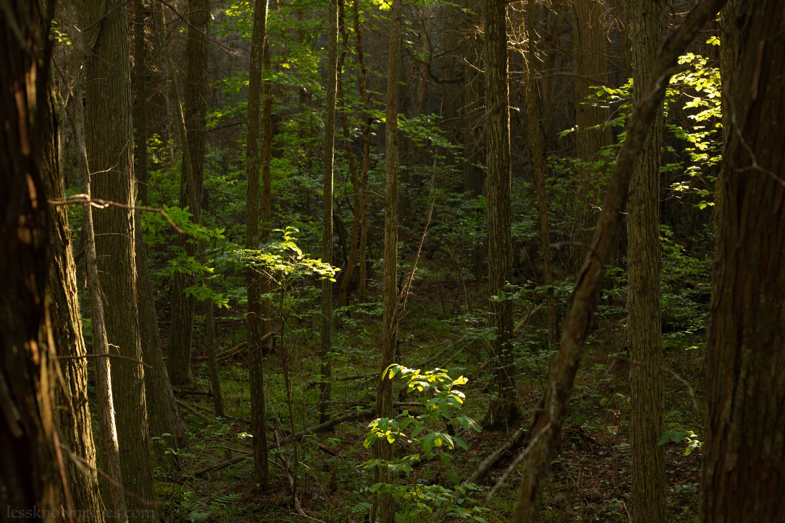 Peak foliage during early July at Shreve Branch