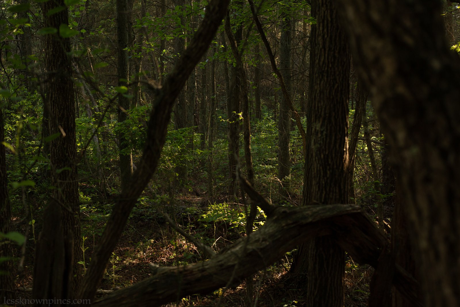 Shreve Branch cedar forest