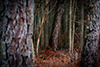 Cedar forest thumbnail