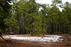 Deep Bass River State Forest thumbnail