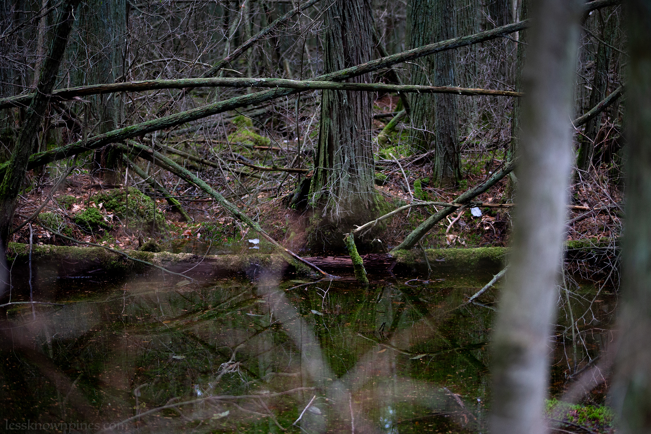 Fallen log in canal pond