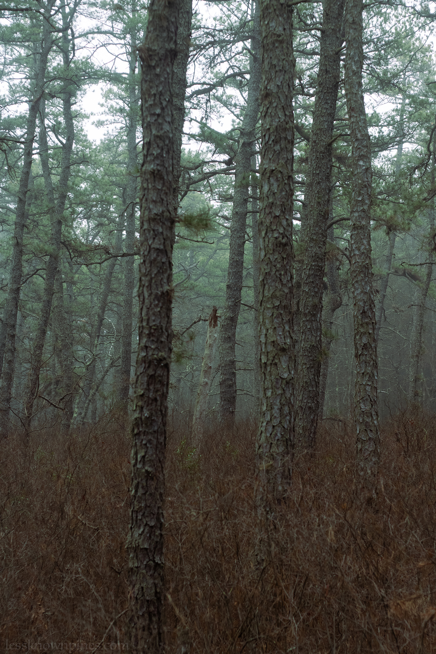 Cool fog early morning