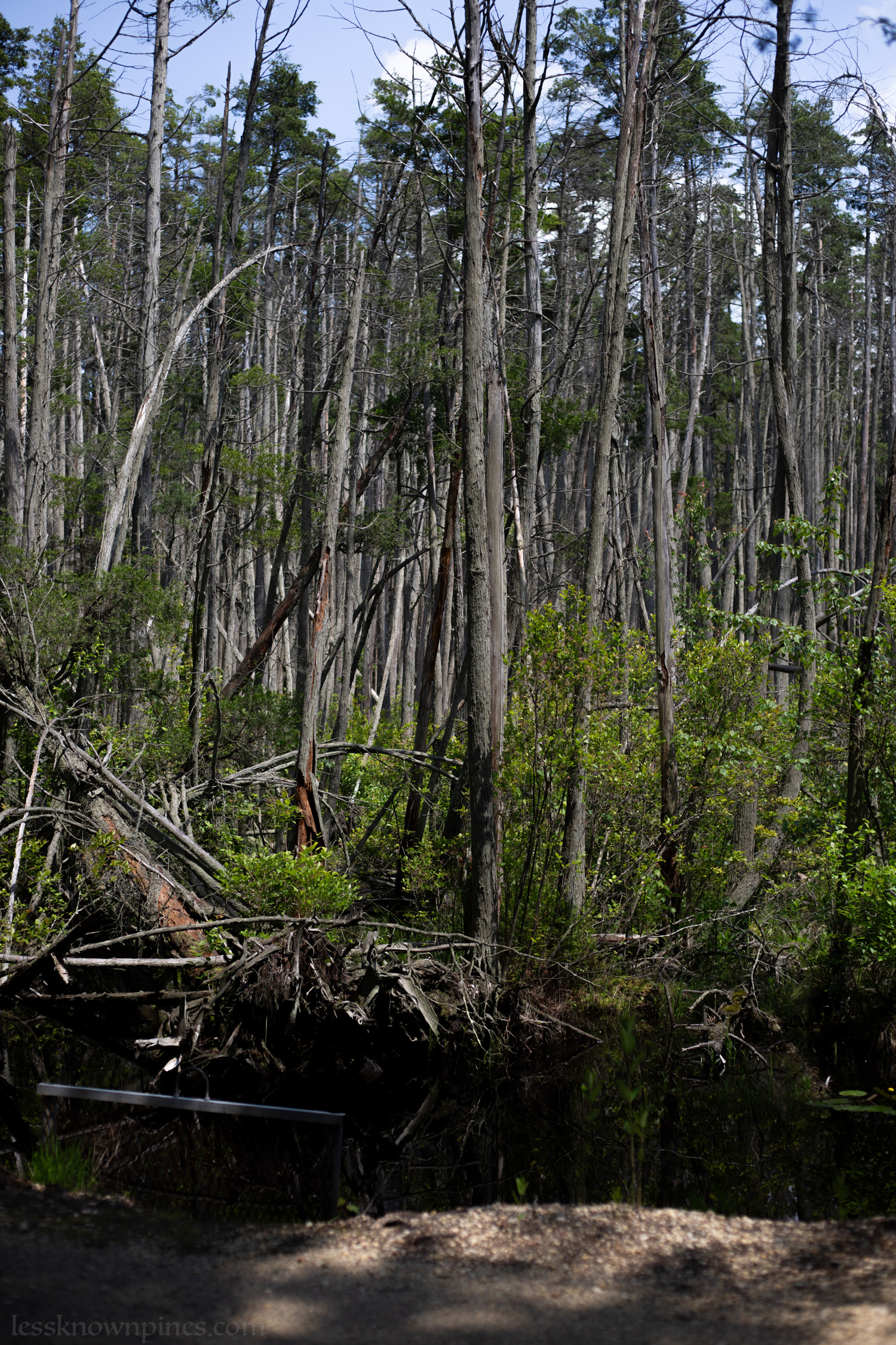 Dying yet still standing cedar forest