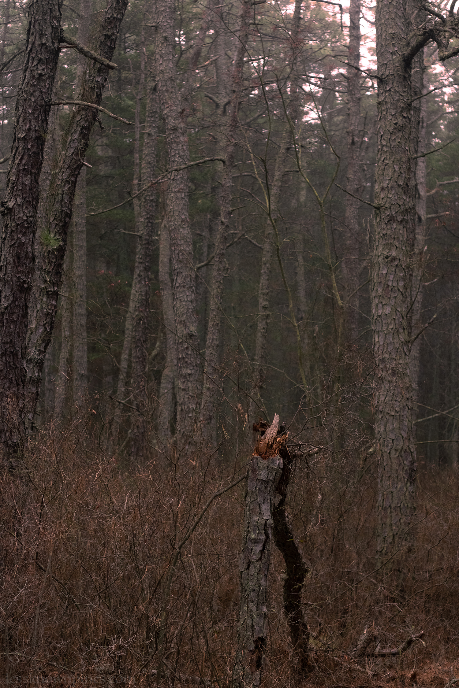 Early morning forest