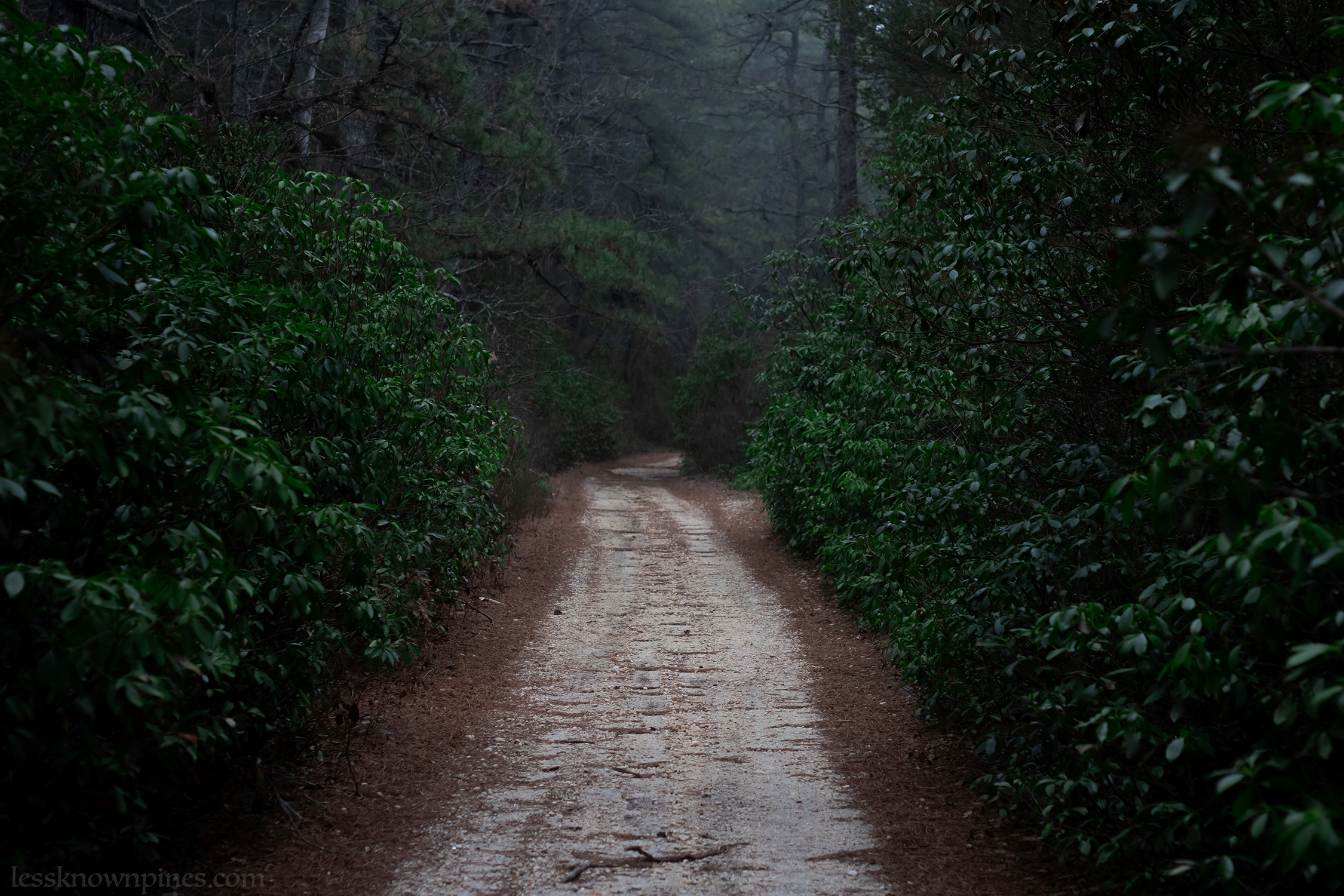 Early morning mountain laurel trail