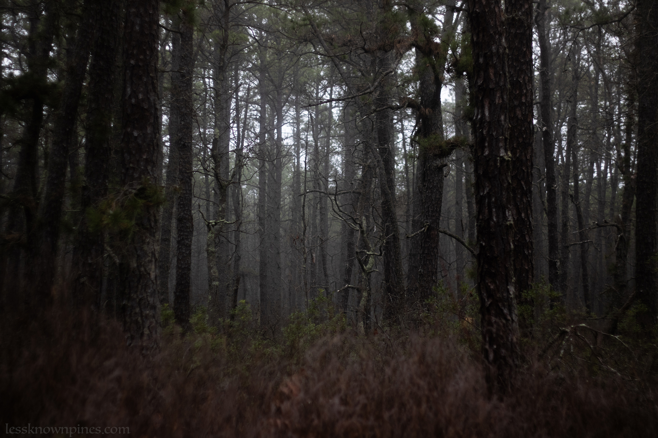 Early spring deep forest