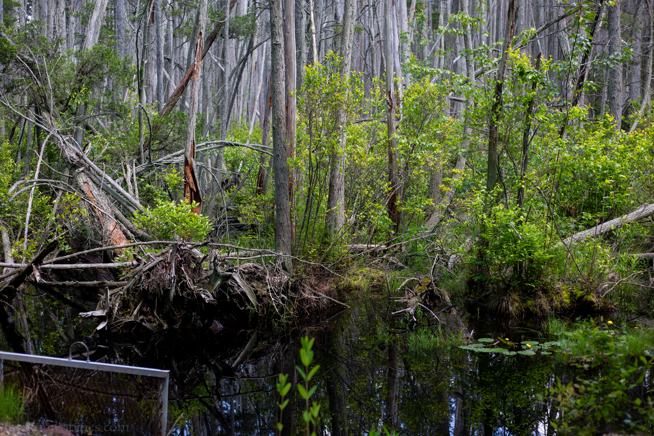 Fallen cedar tree and pond