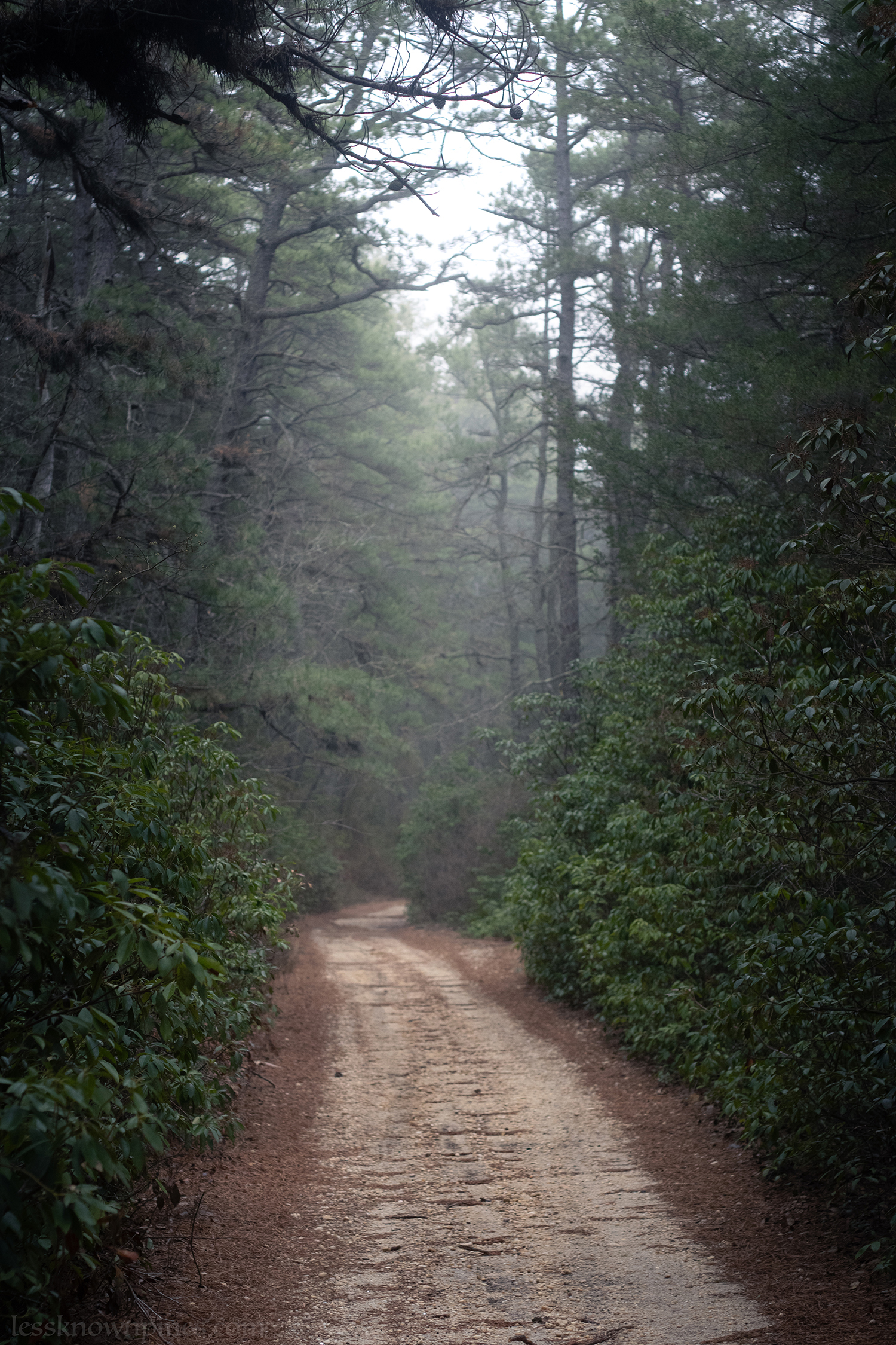 Foggy mountain laurel trail