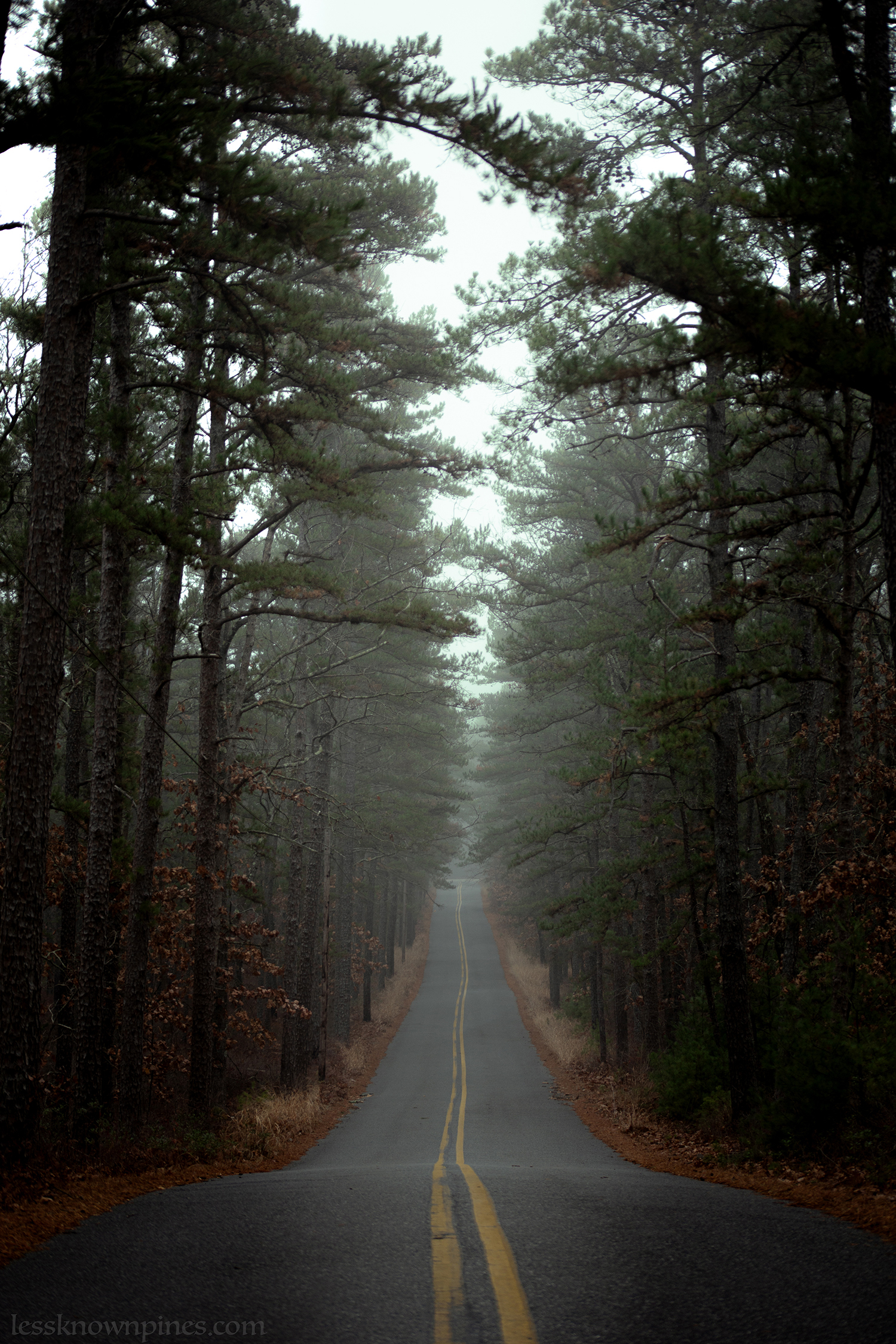 Foggy roadway and valley