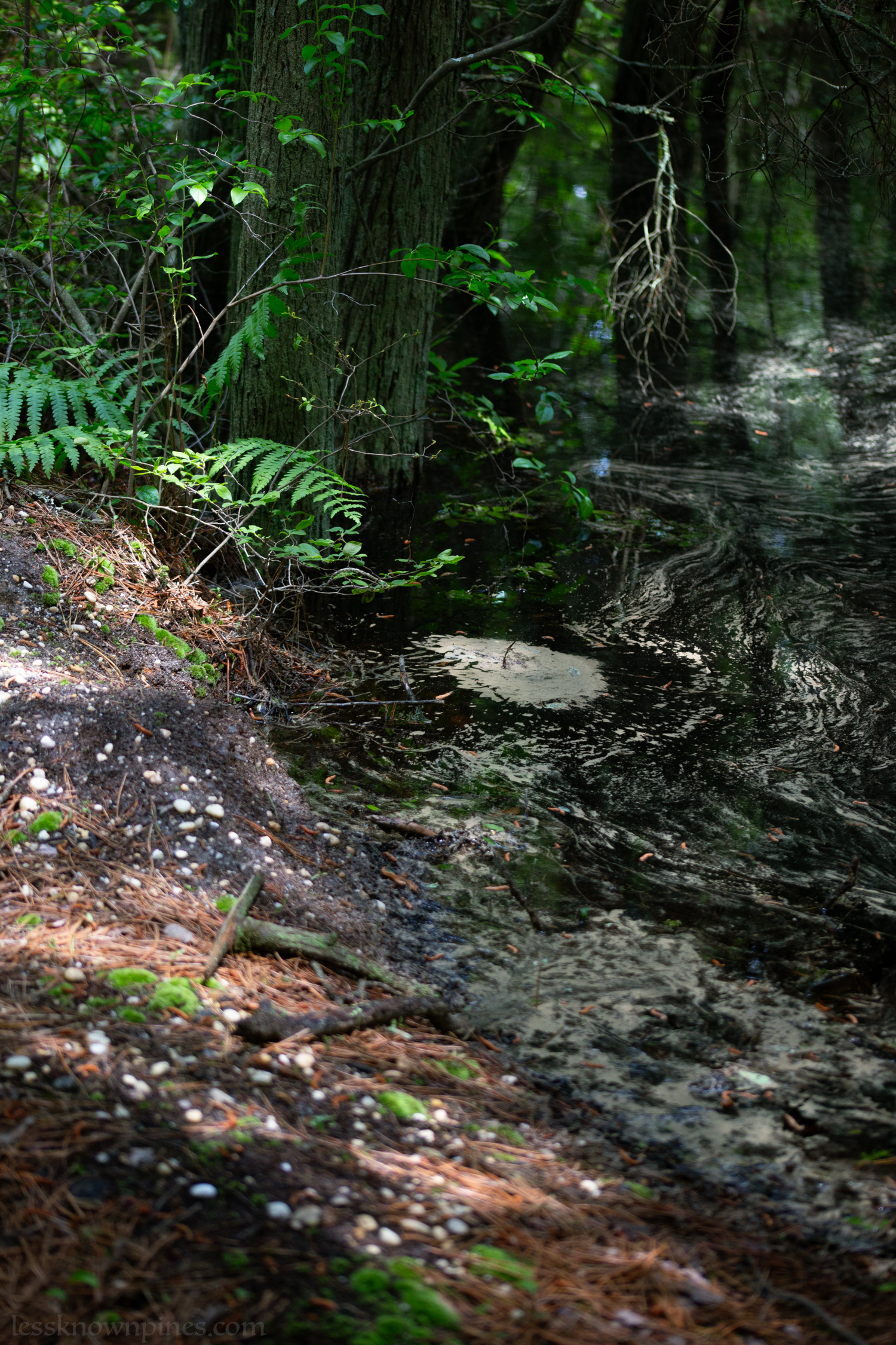 Pollen covers cedar water