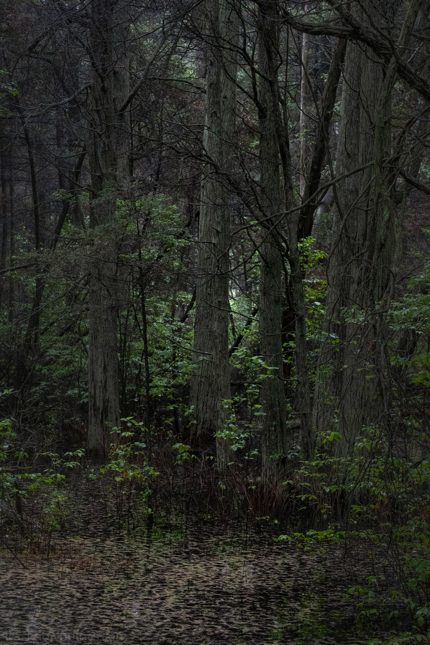 Highland cedar swamp forest