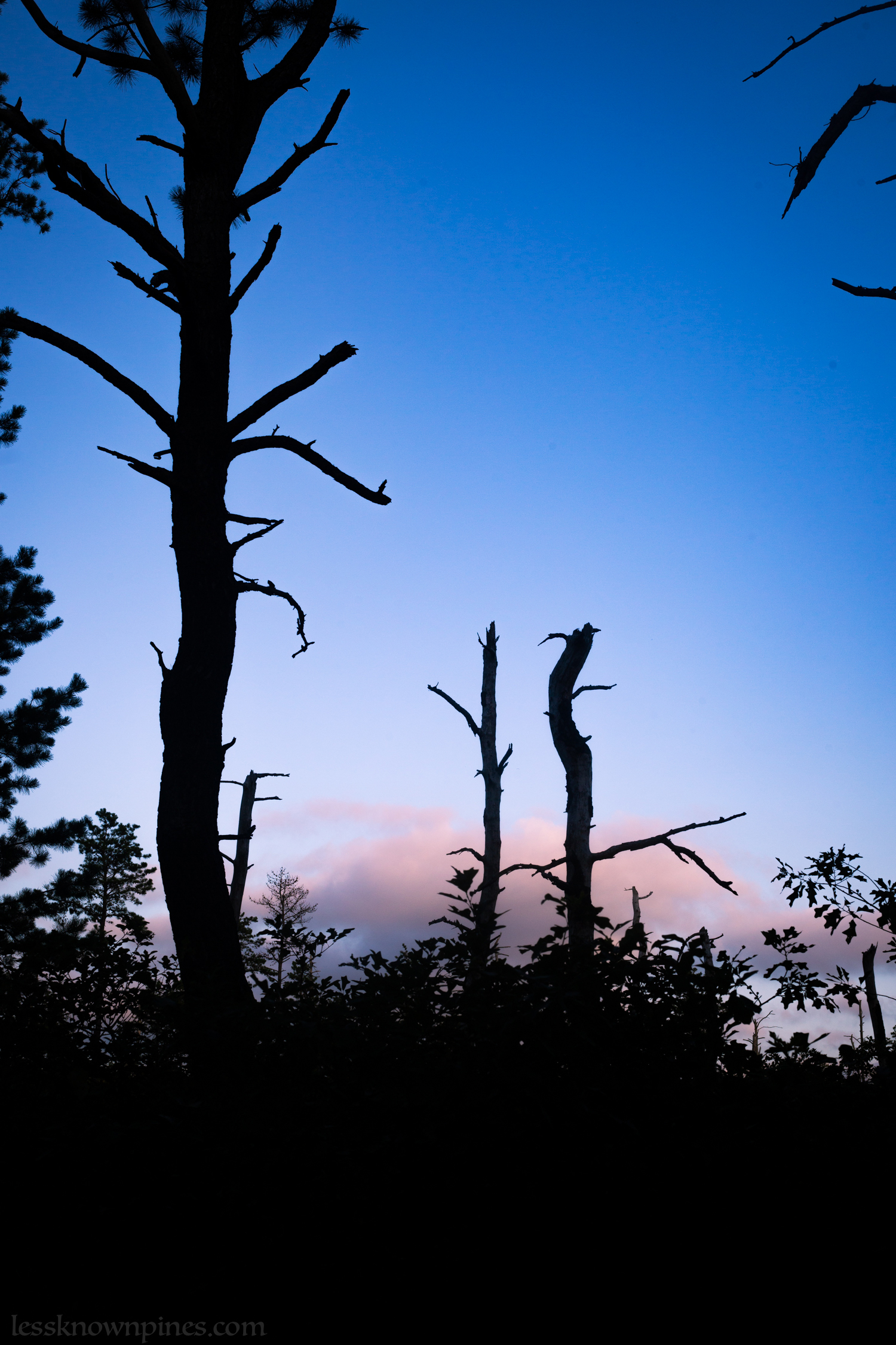 Low density pigmy forest
