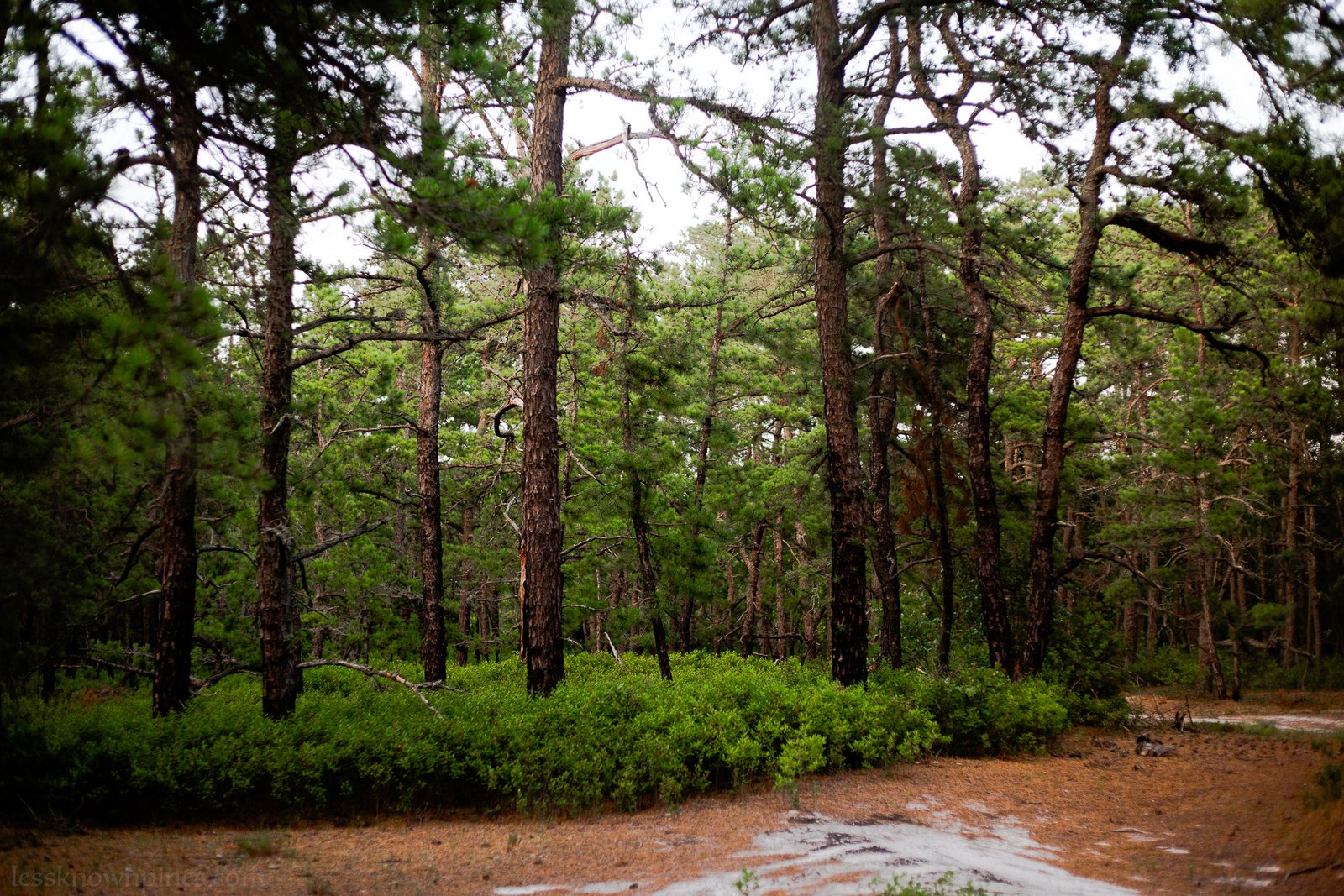 Mid-summer clearing