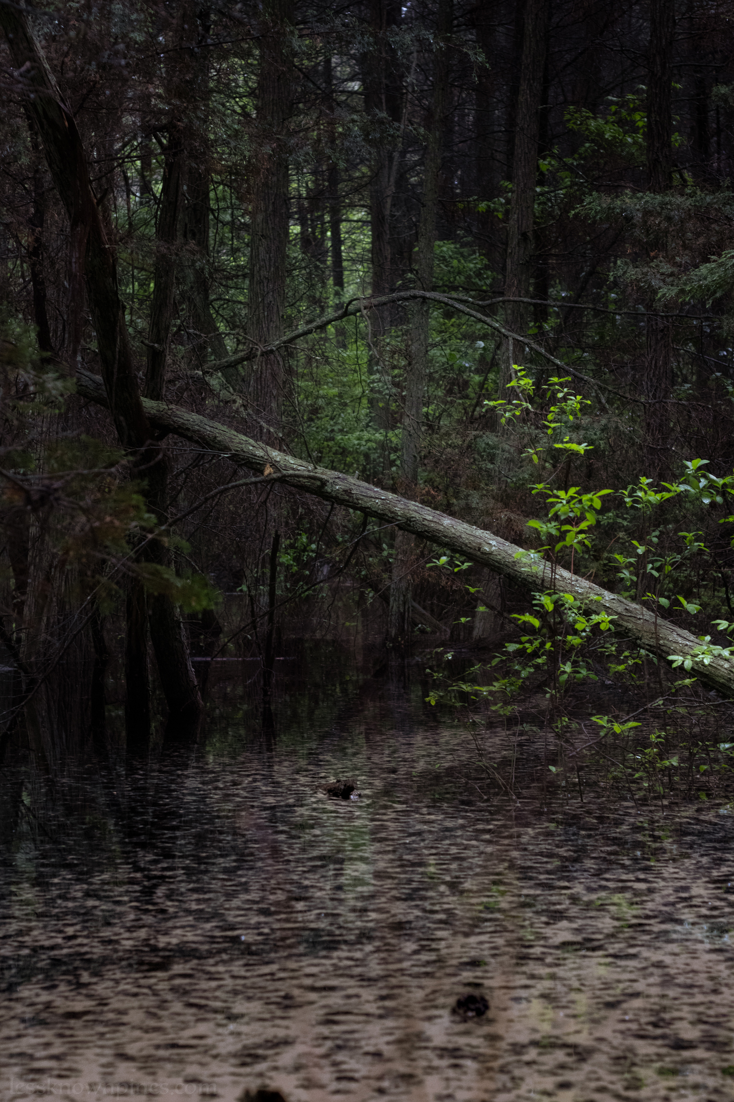 Pollen covers highland swamp