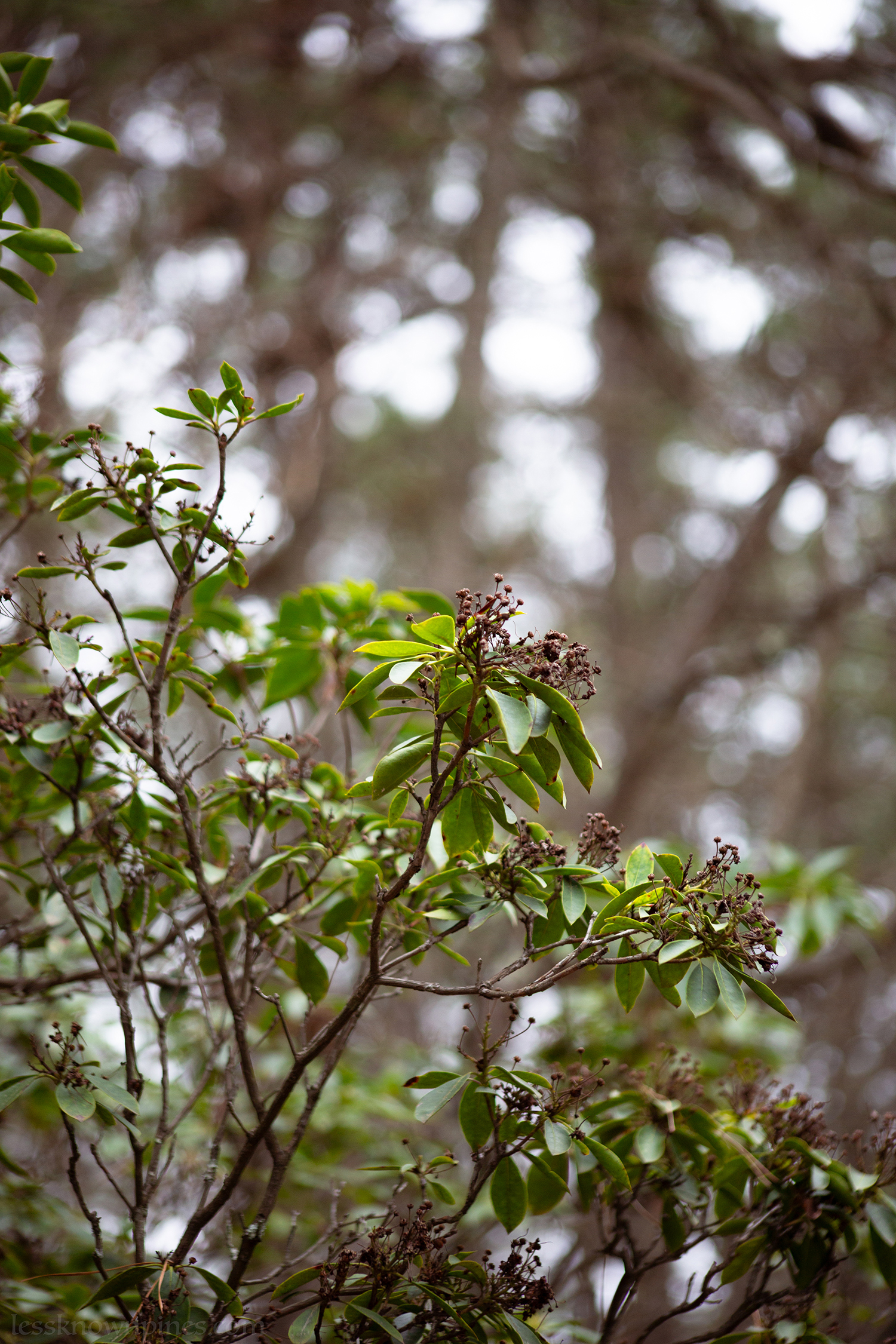 Mountain laurel dormant
