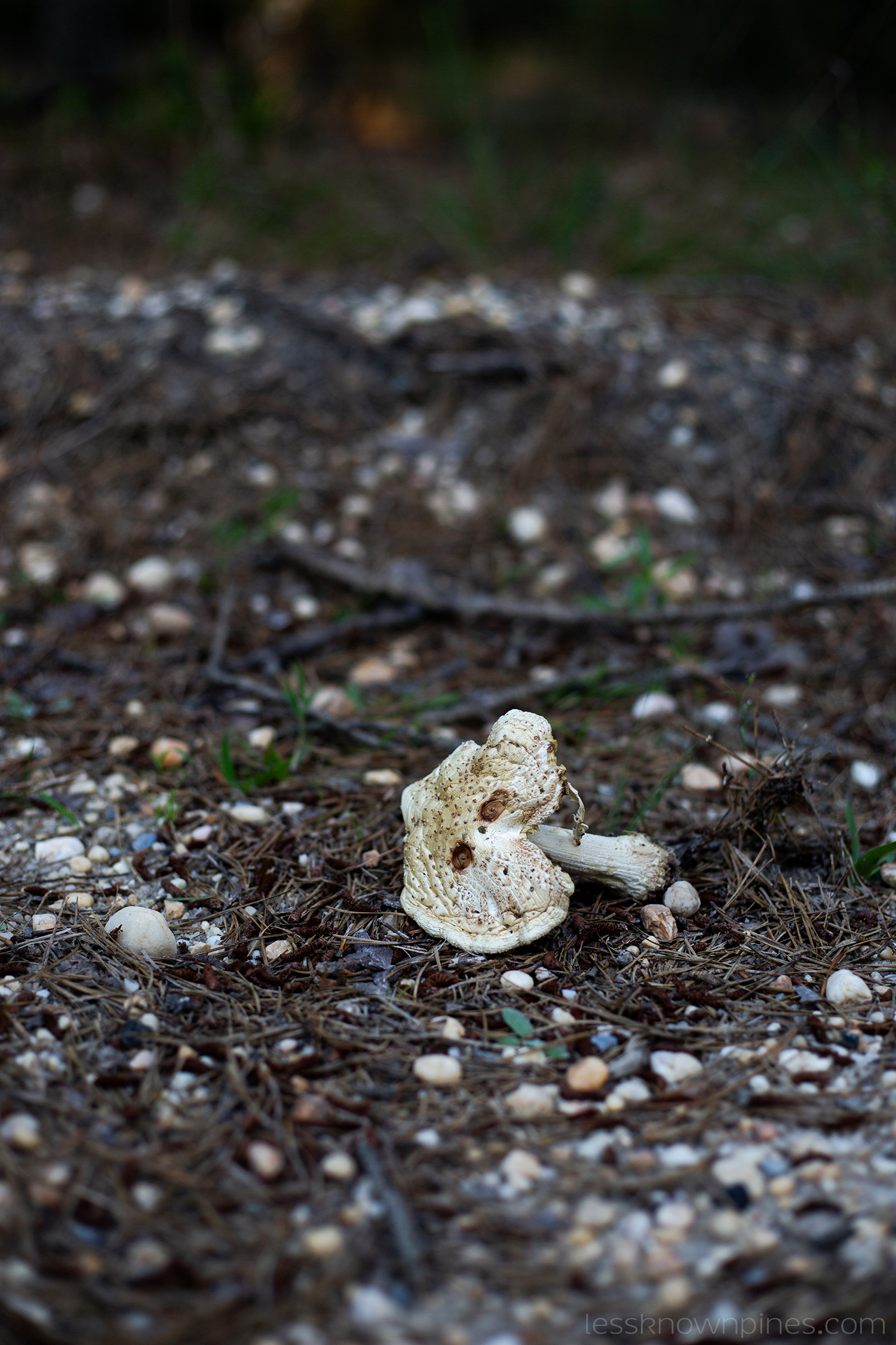 Worn out mushroom