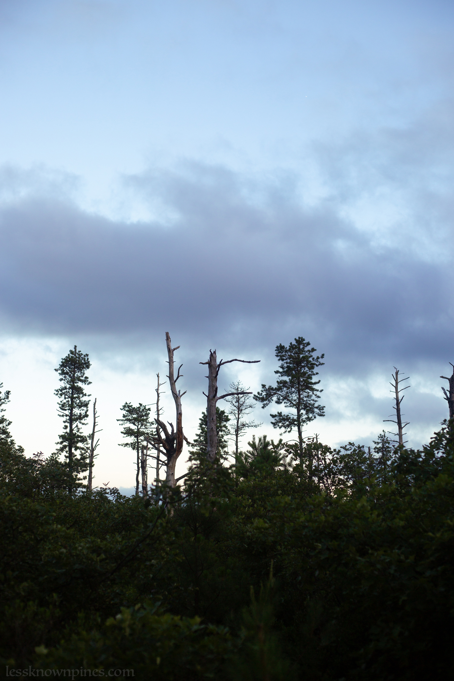 One of the higher points of Brendan T Byrne state forest