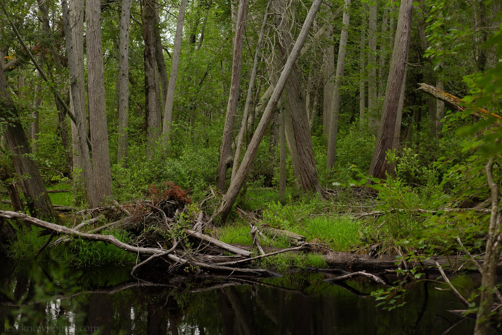 Shoal hardwood/cedar