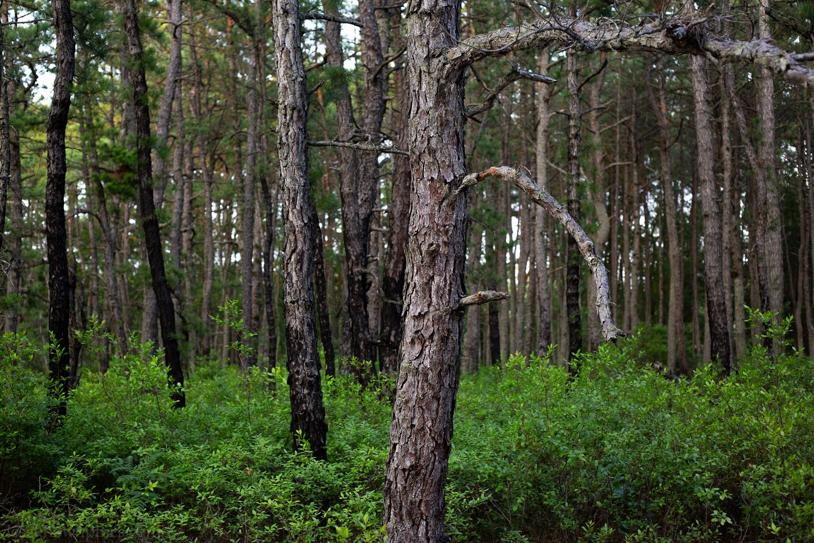 Shoal uplands