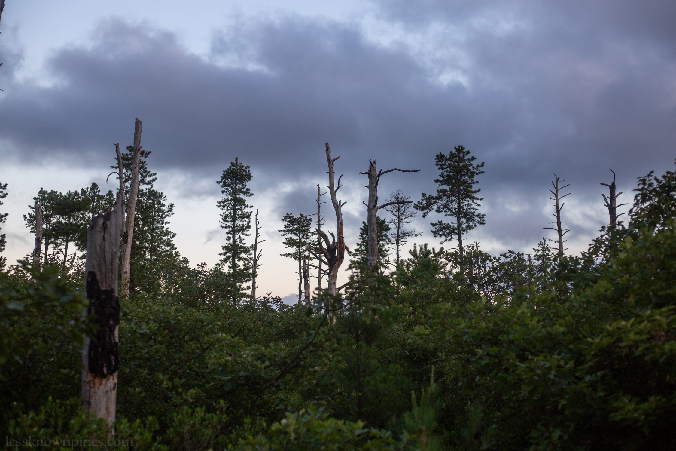 Some tree skeletons decay slowly as new trees grow around
