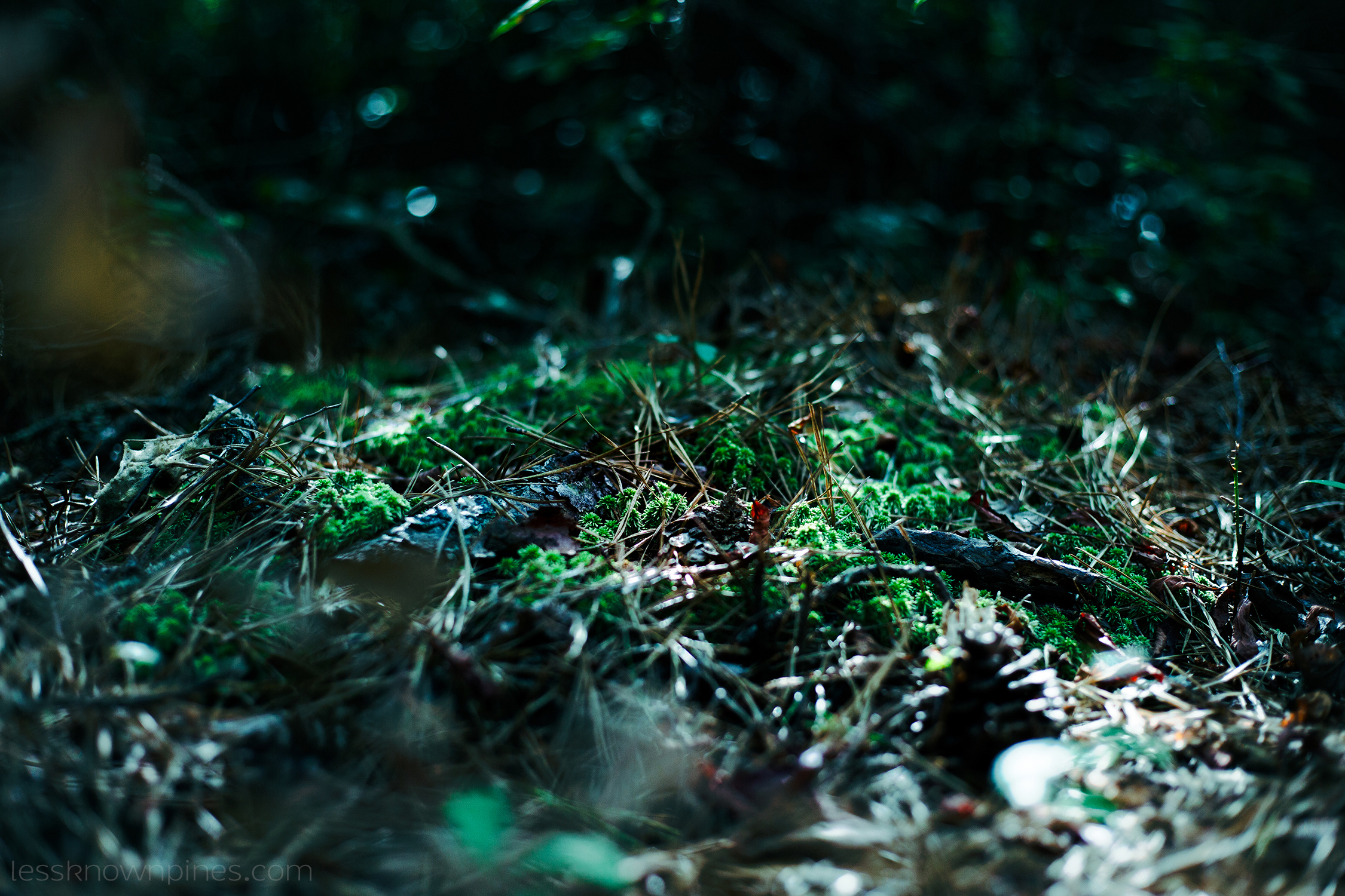 Sphagnum moss winter