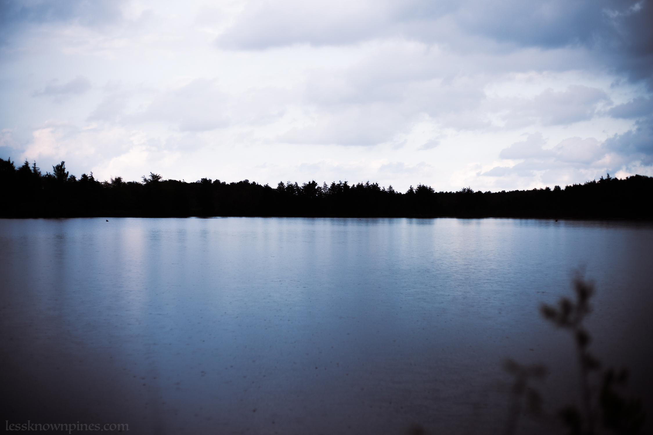 Swamp during late spring rain