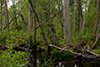 Shoal Branch thumbnail