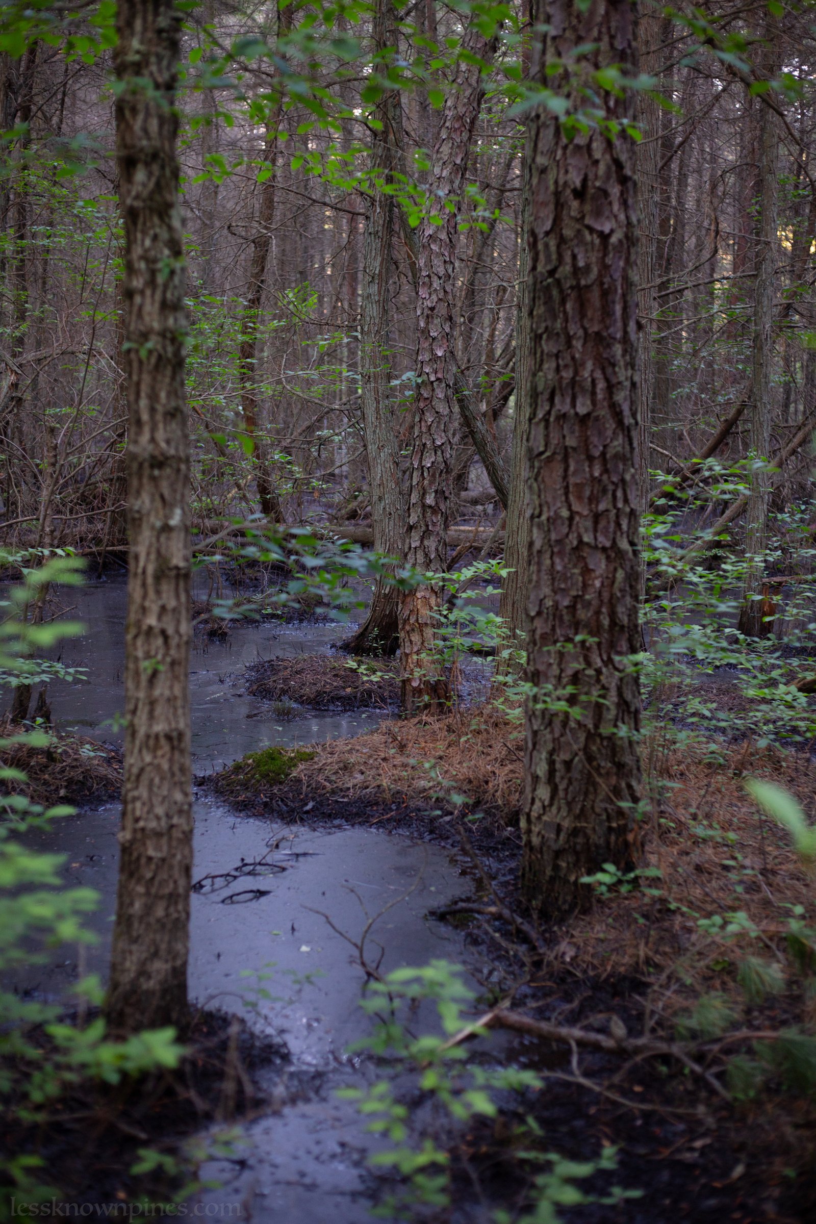 Shady pond-swamp