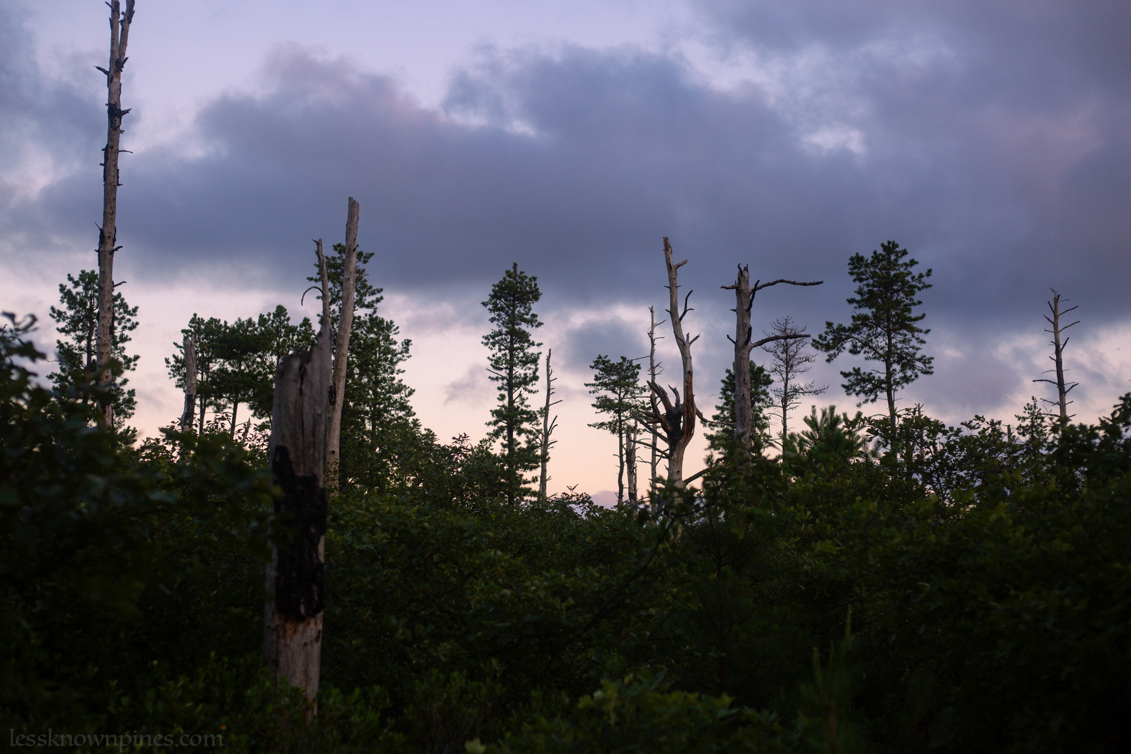 Tree carcasses stand tall at the high point