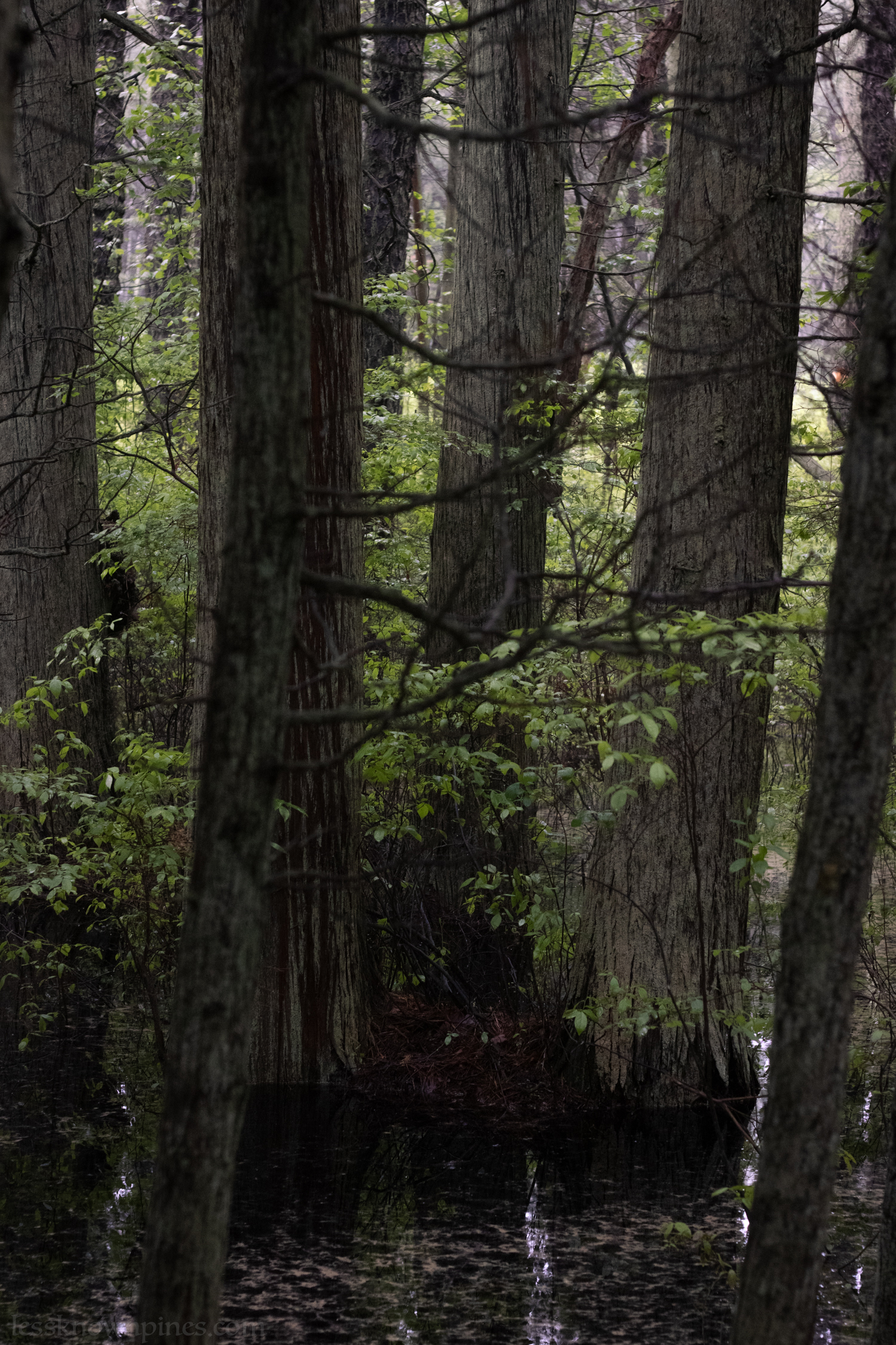 Tree island in cedar swamp