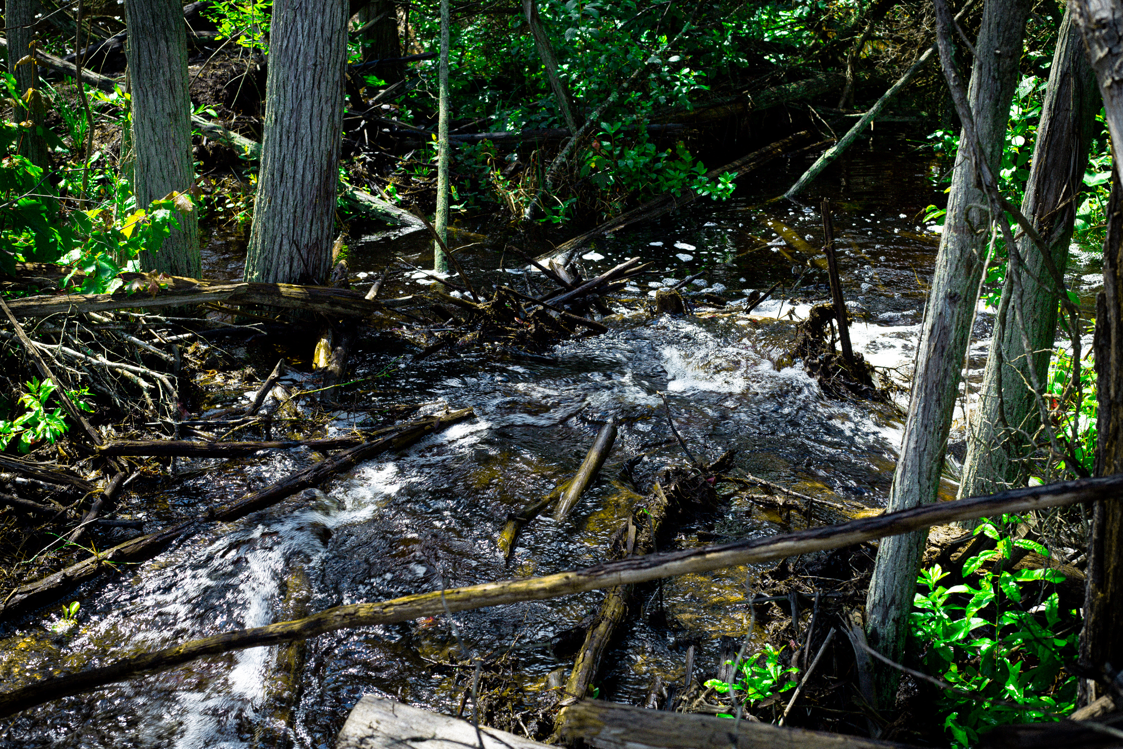 Water heads to cedar forest