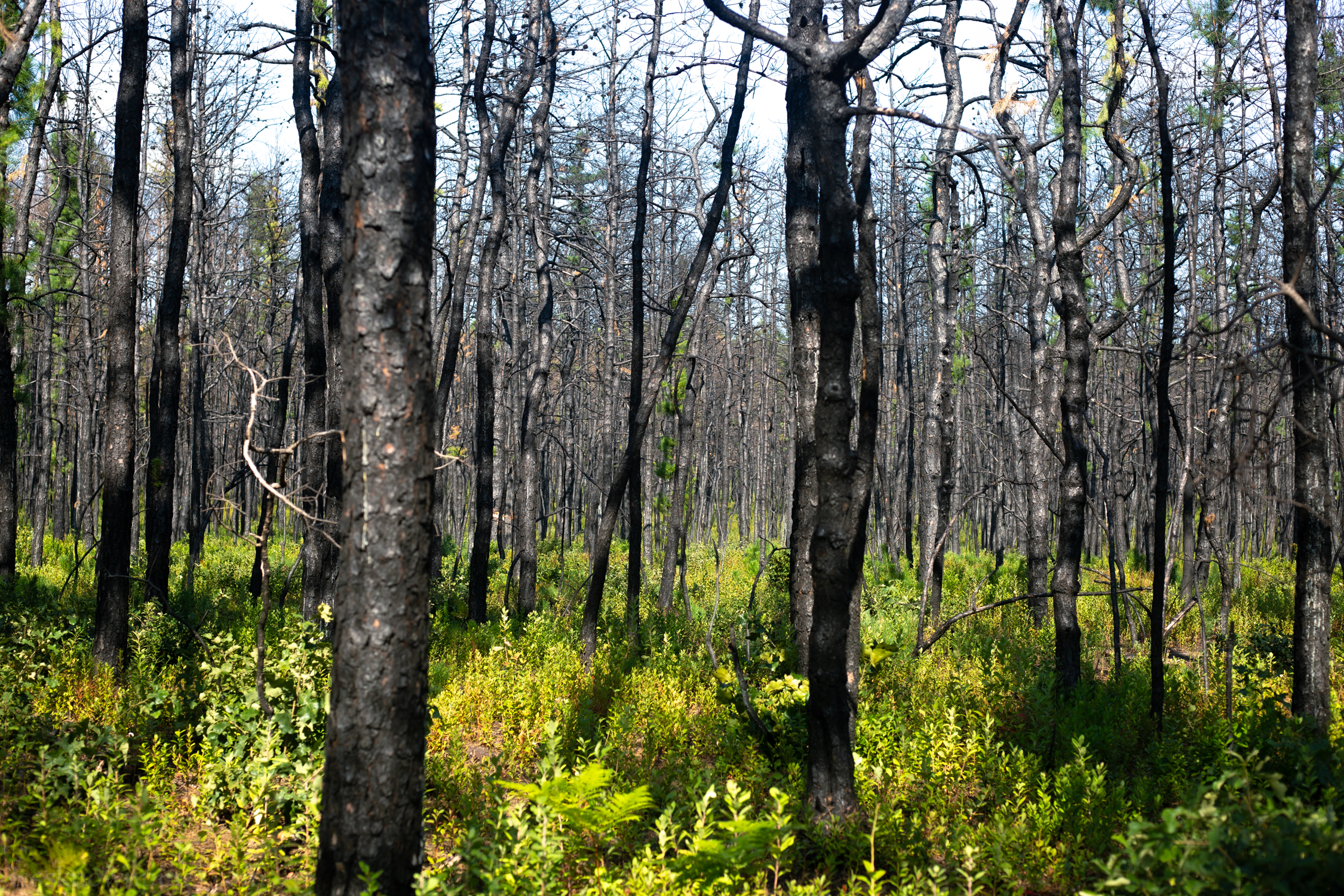 High elevation post-wildfire