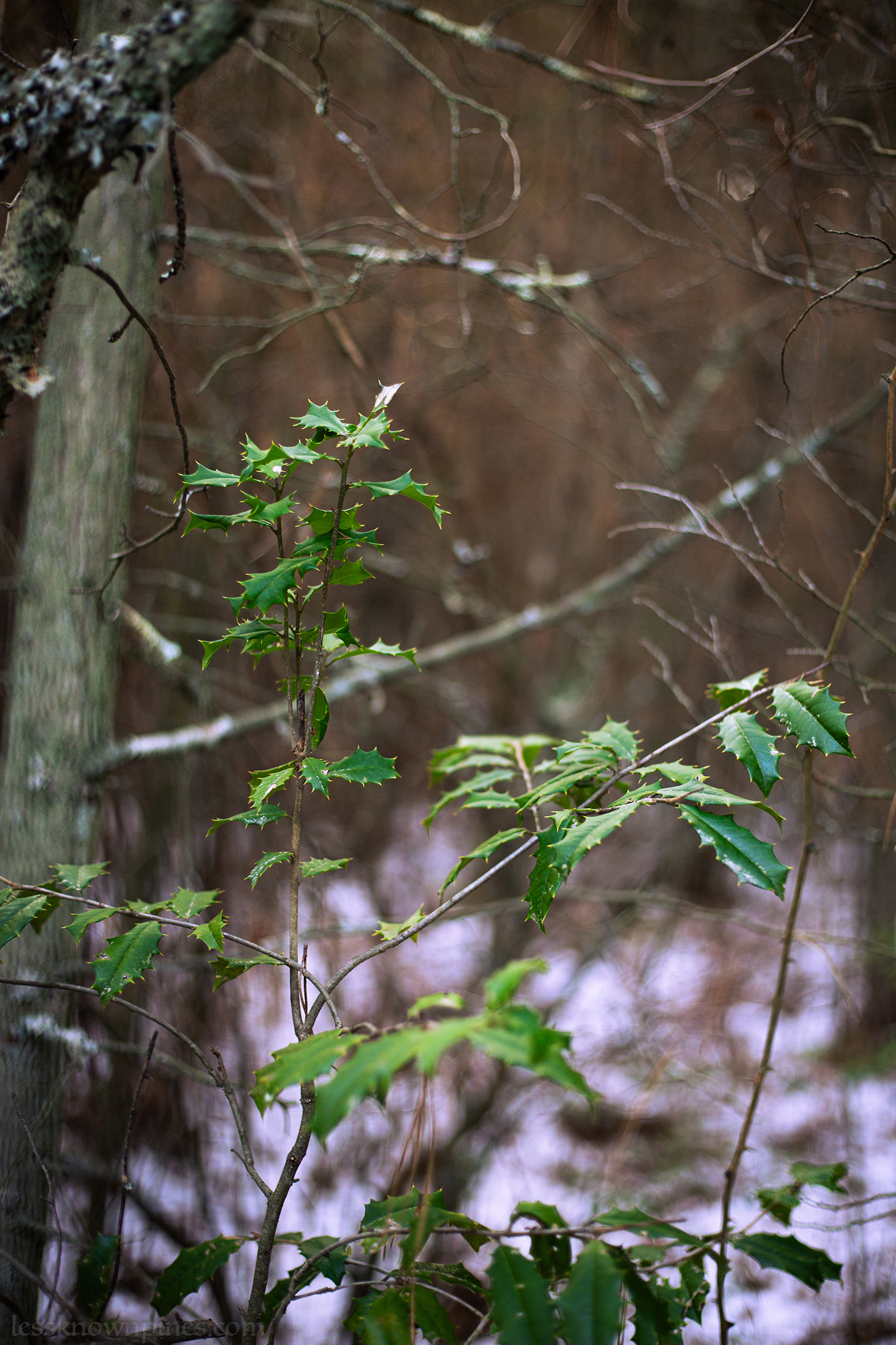 American holly winter