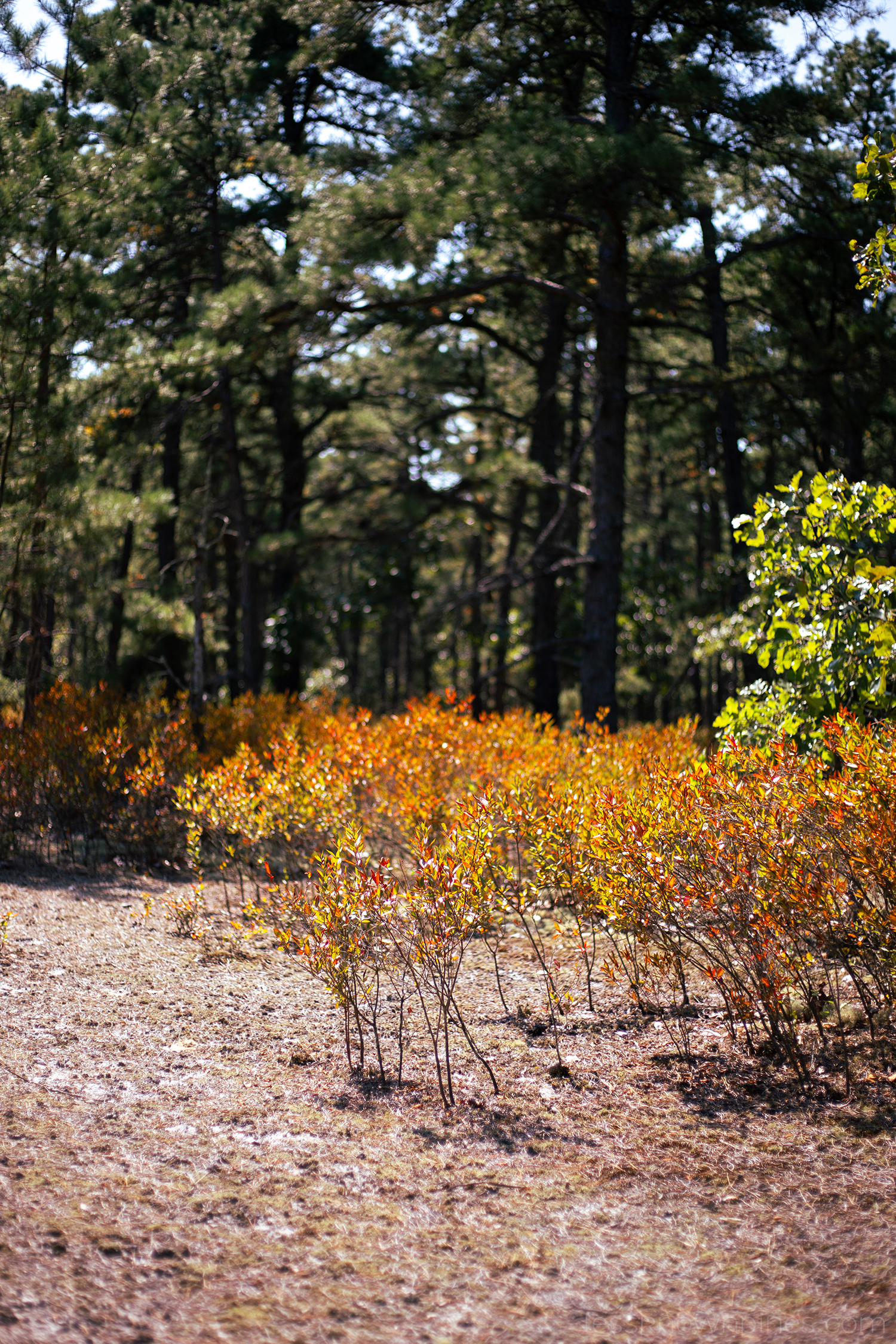 Bushes growing back after wildfire