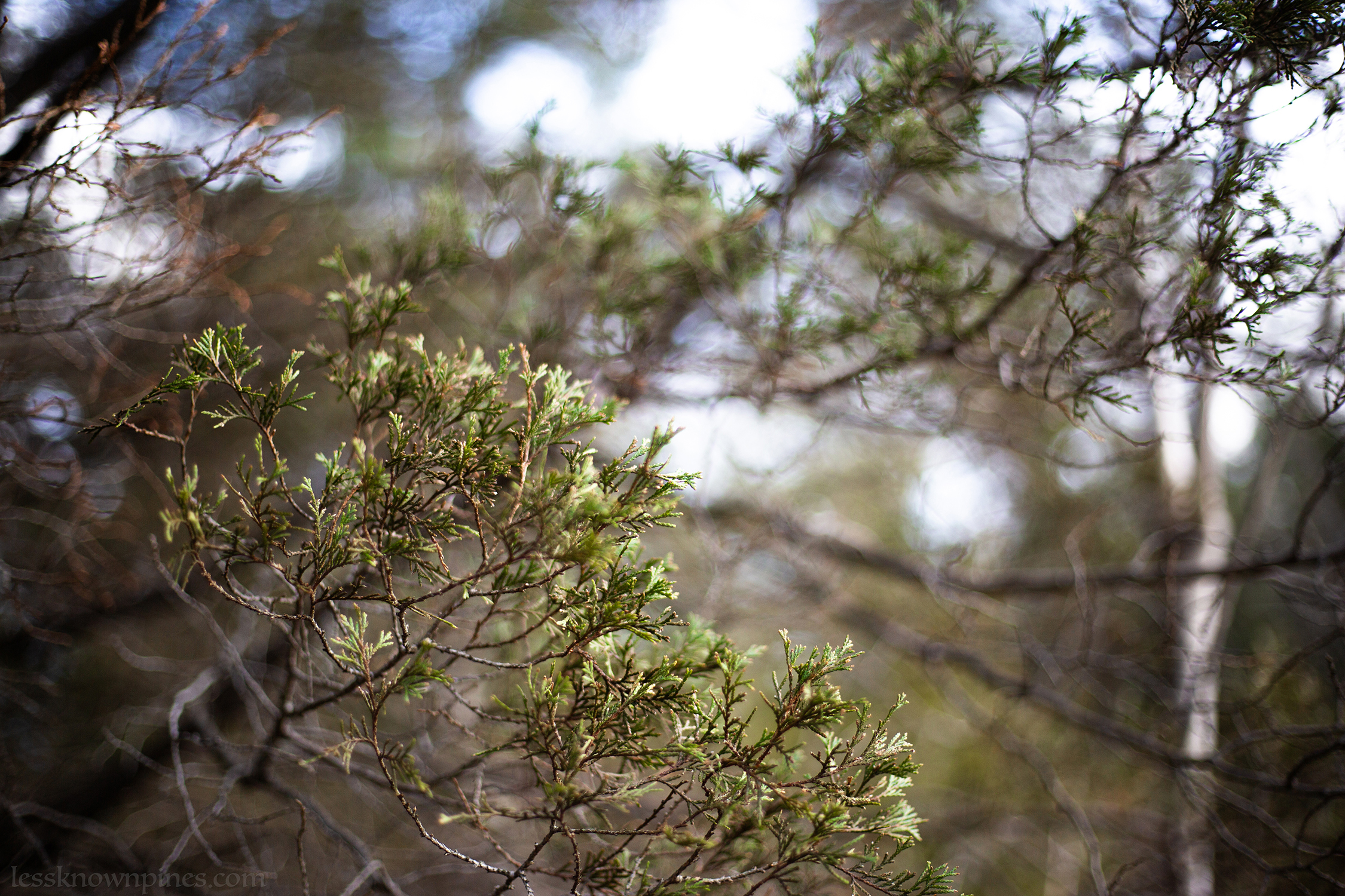 Atlantic white cedar branch closeup