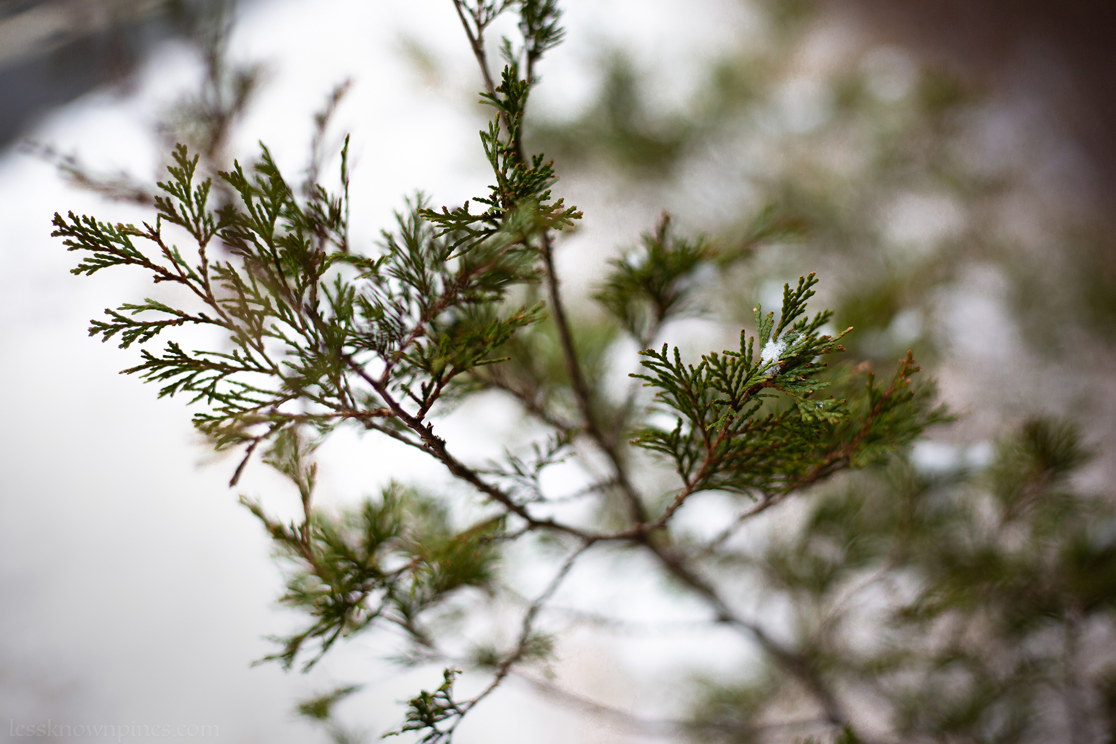 Cedar needles closeup