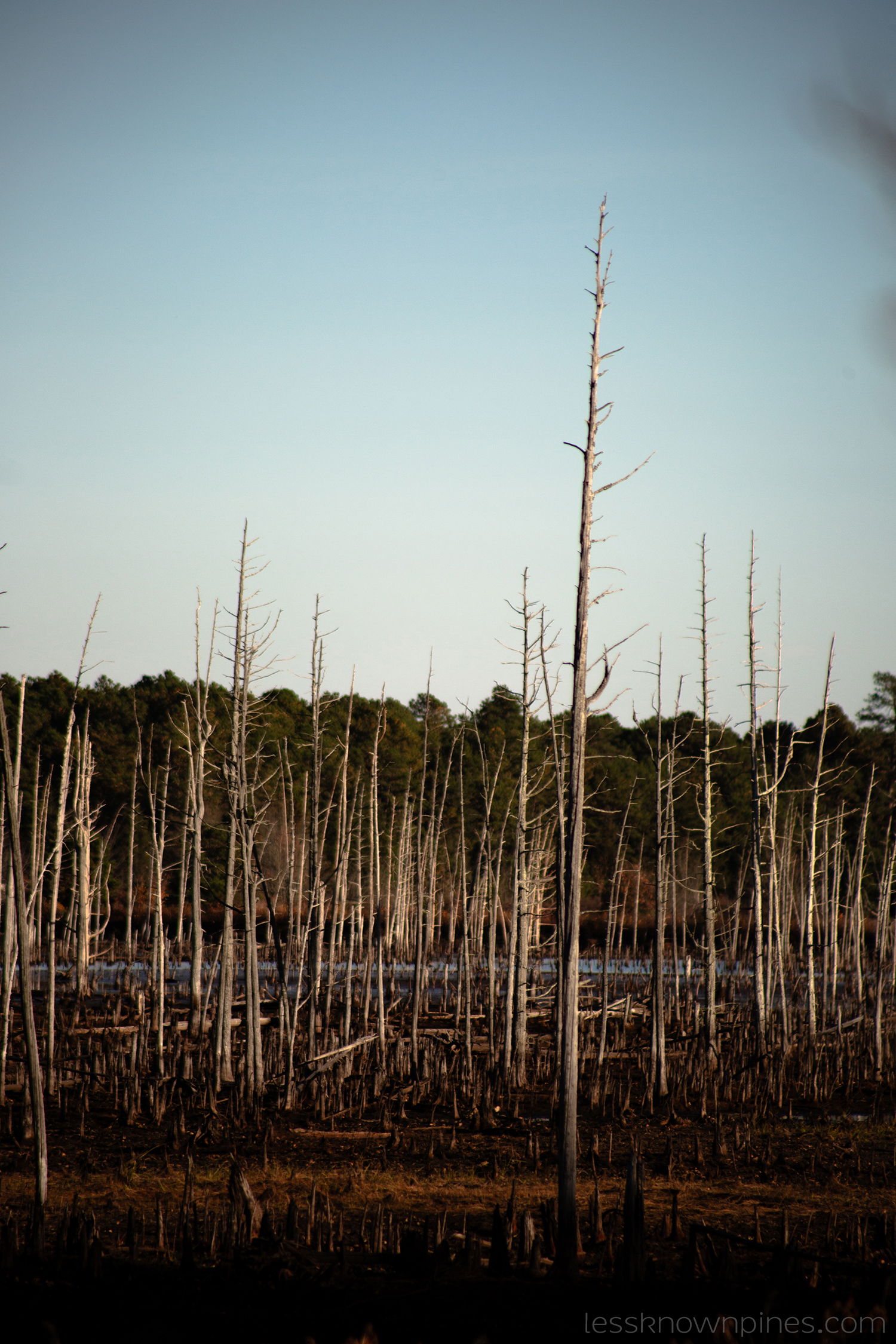 Dead Atlantic white cedar forest in FPP