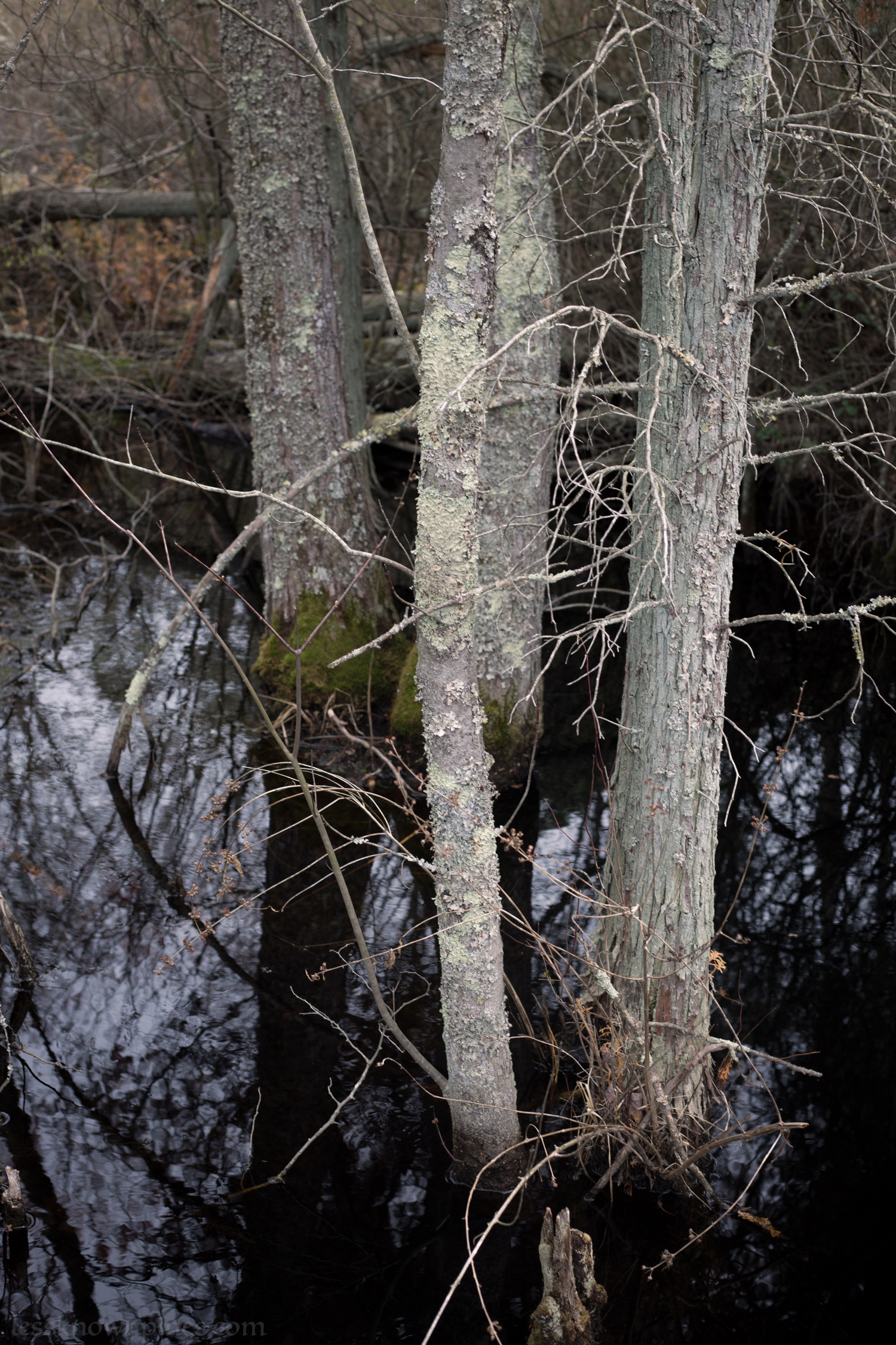 Cedars growing out of swamp