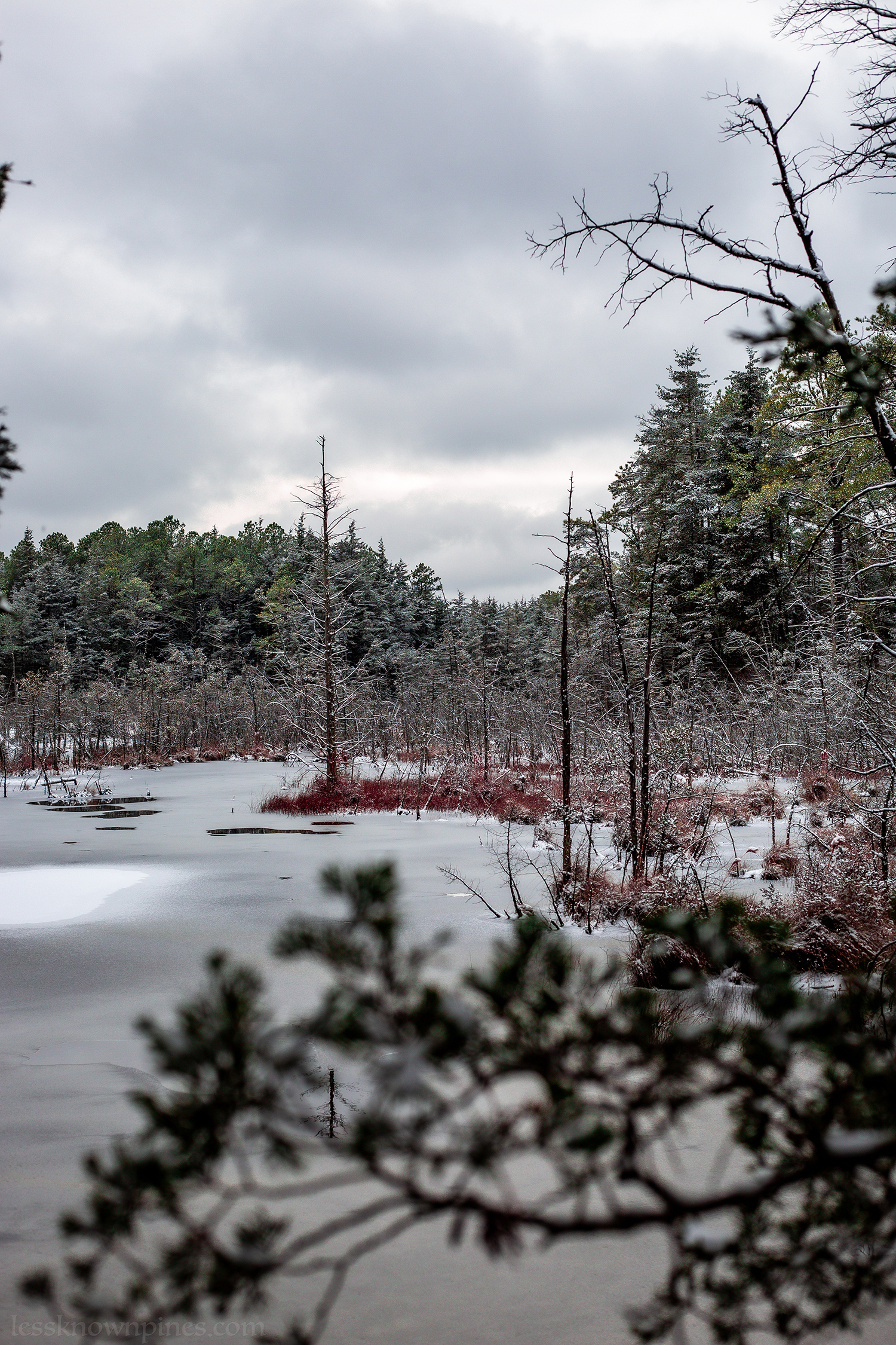 Cedar skeletons on frozen swamp