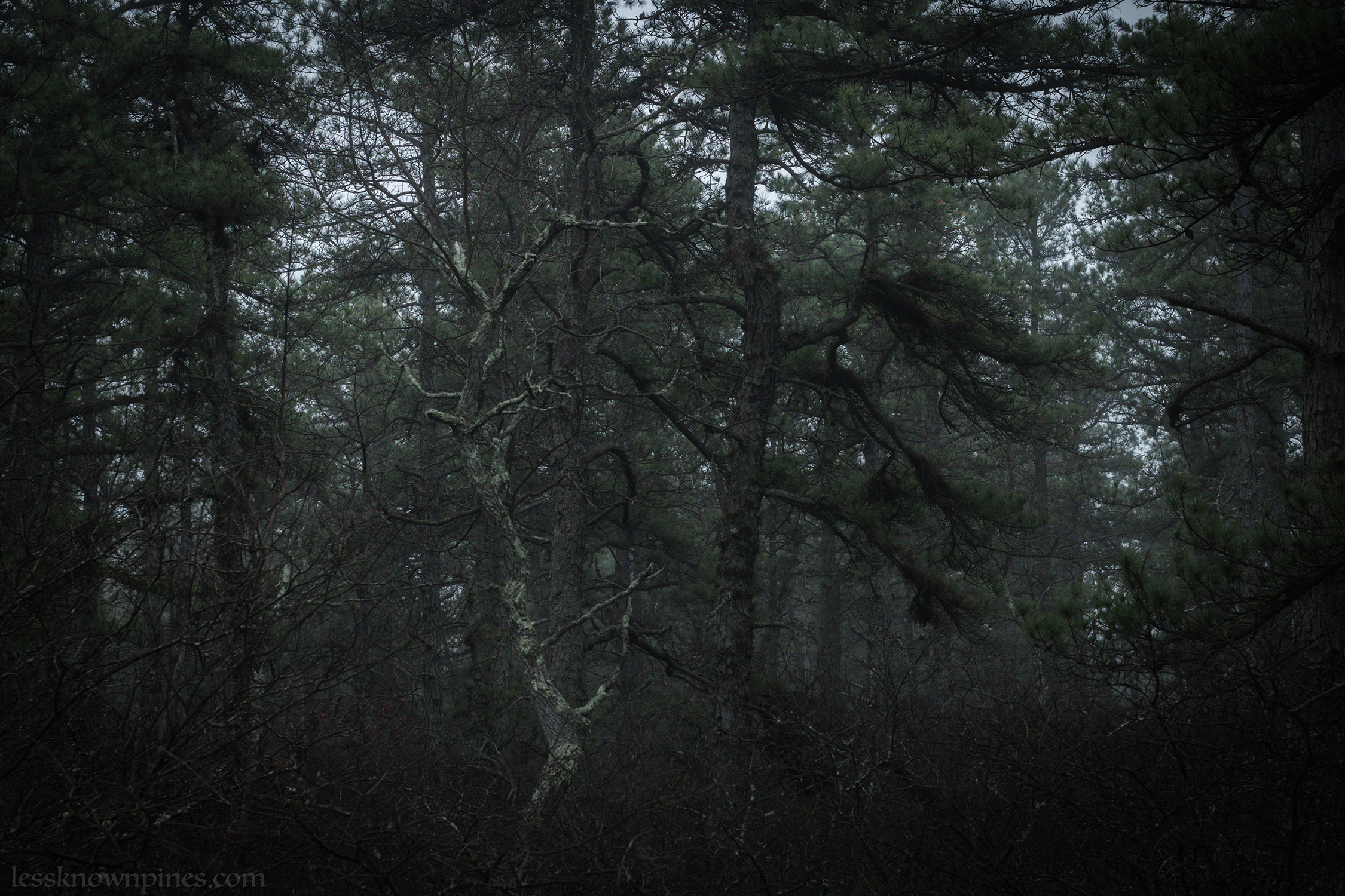 Early morning thicket