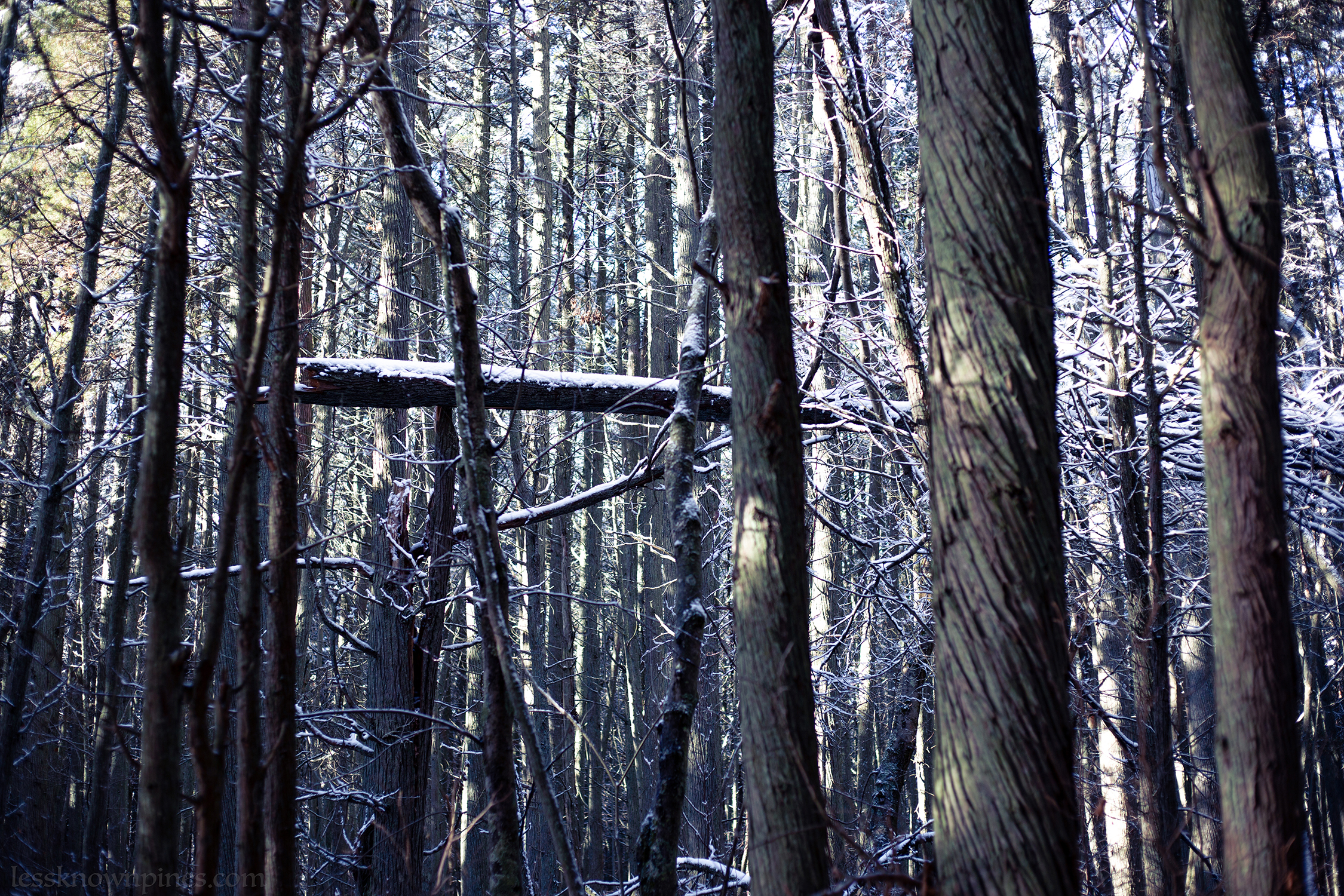 Fallen branch in the snow