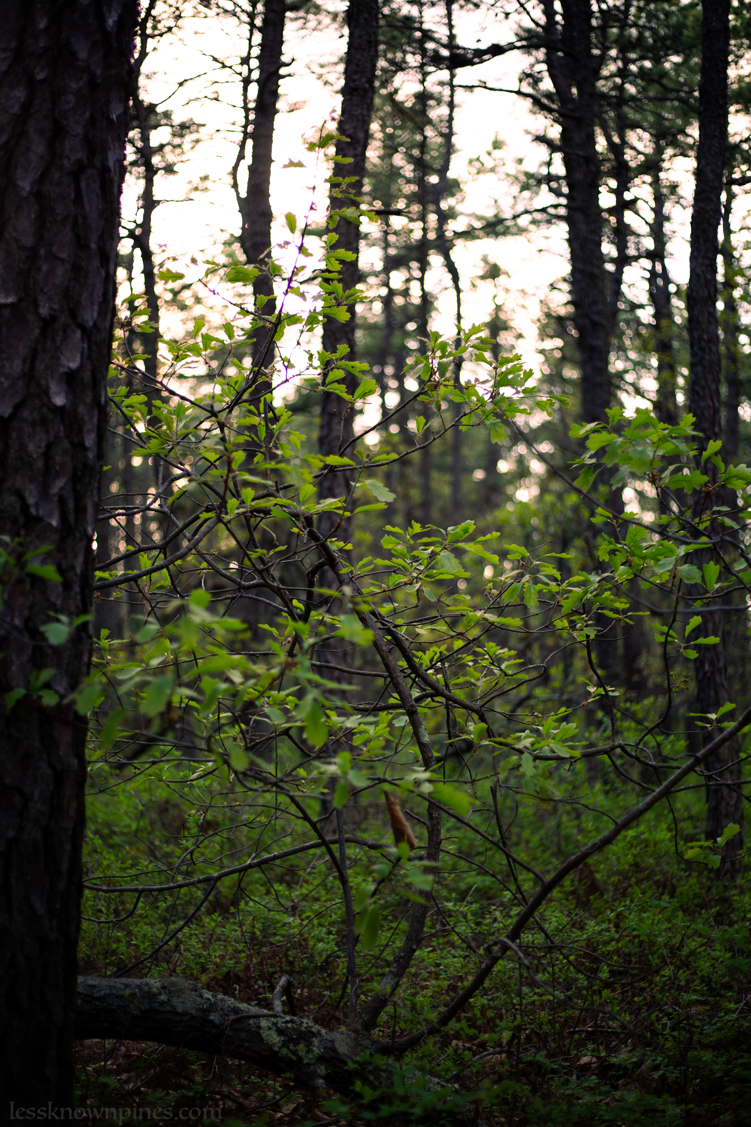Fallen tree still alive