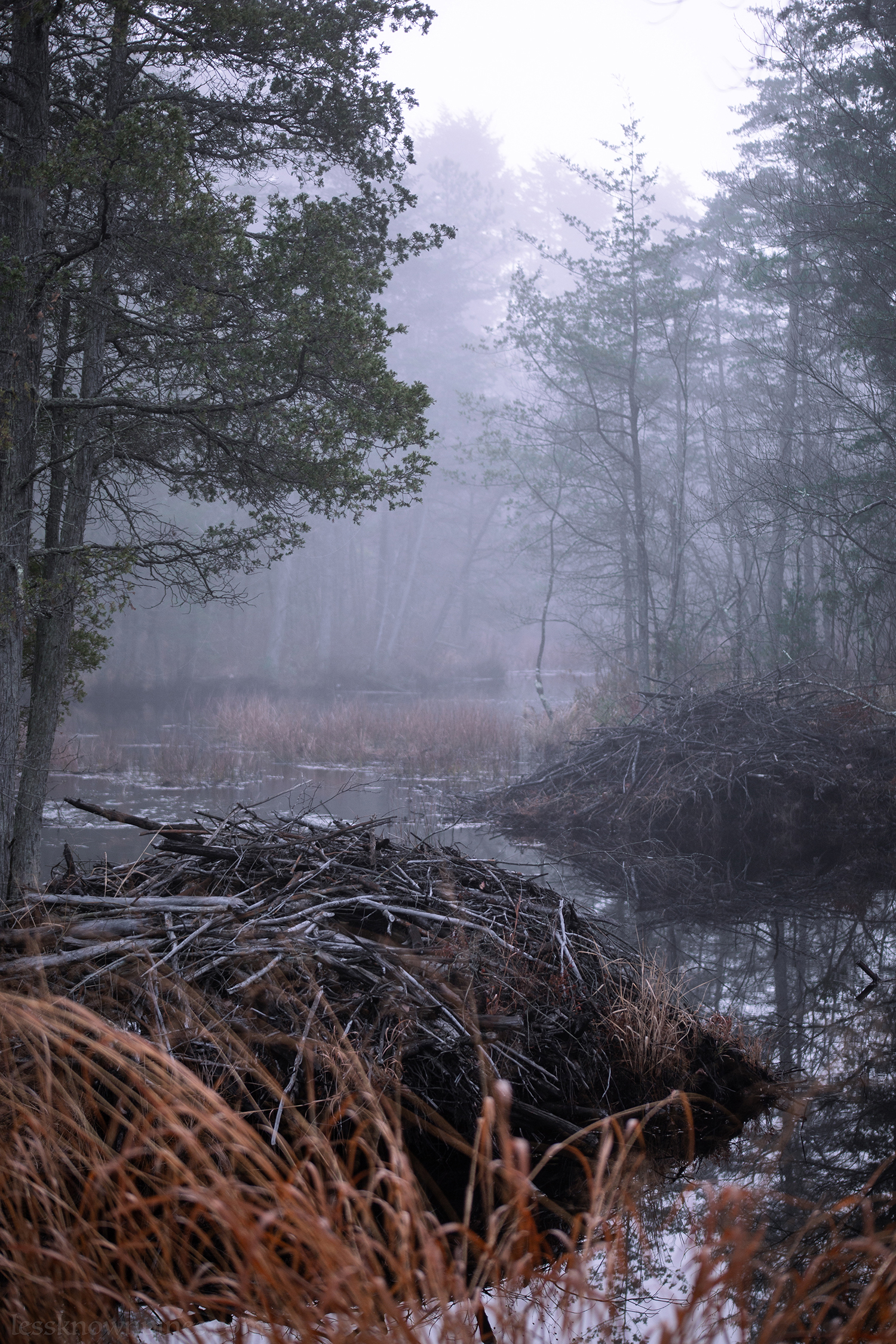 Swamp at FPP edge on foggy morning