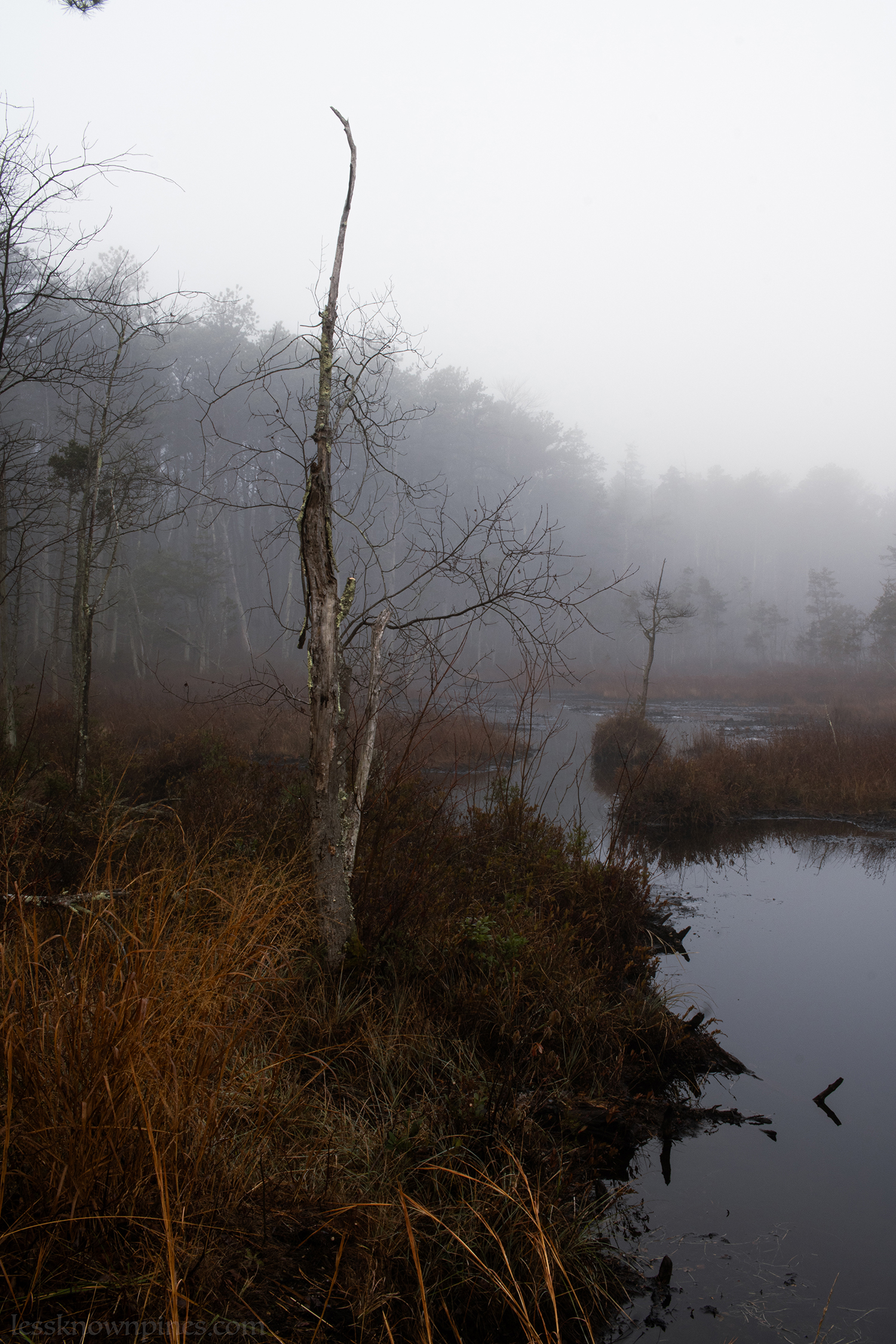 Foggy morning at FPP edge