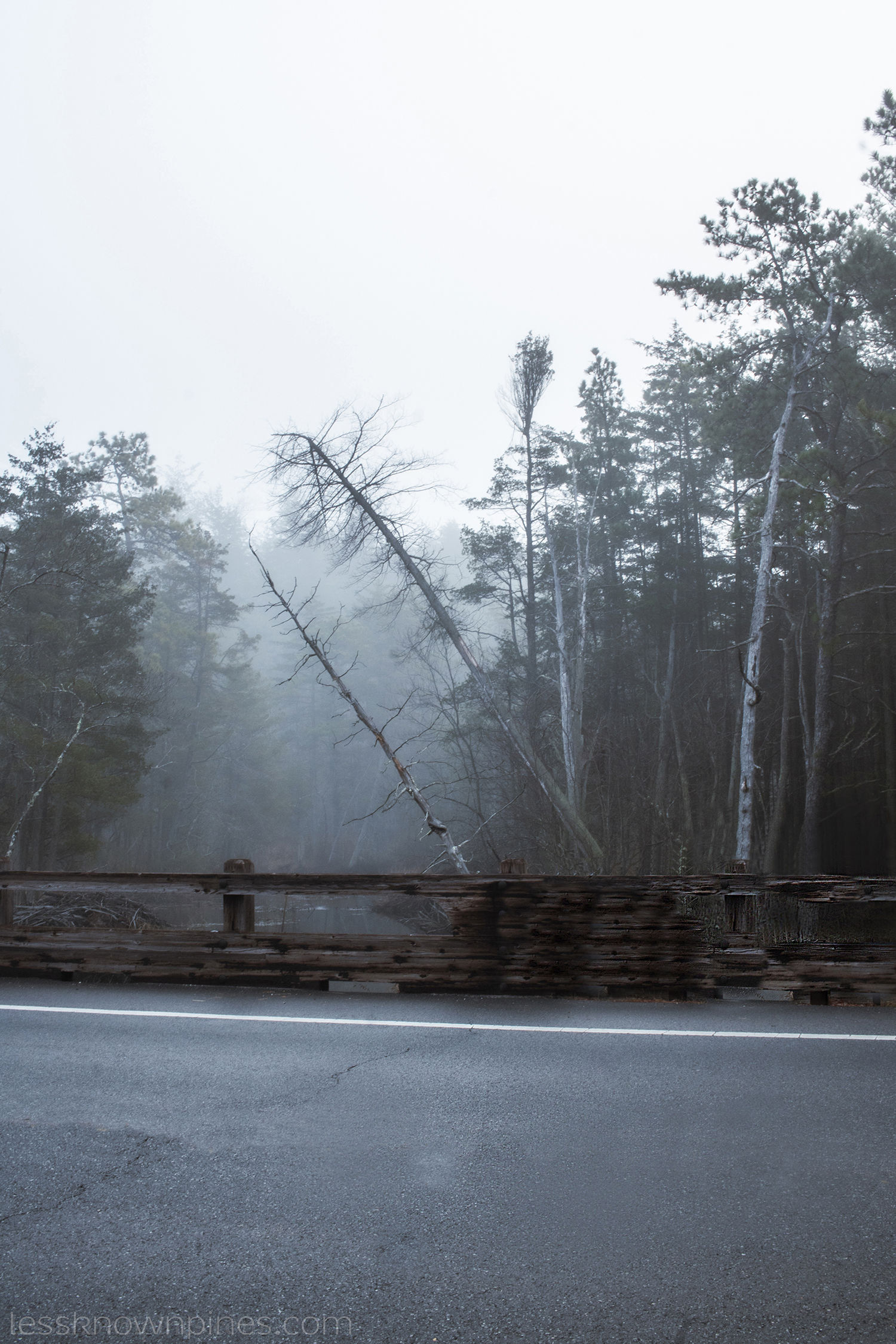 Two cedar trees fall over