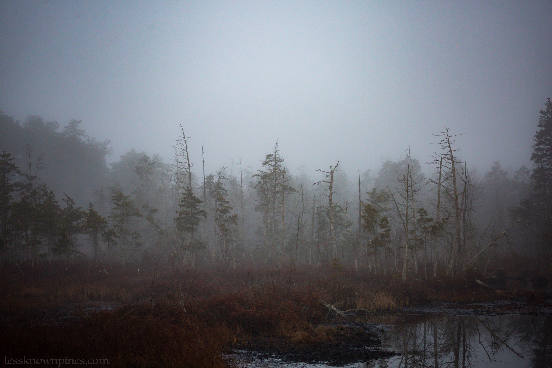 Cedar pond and forest